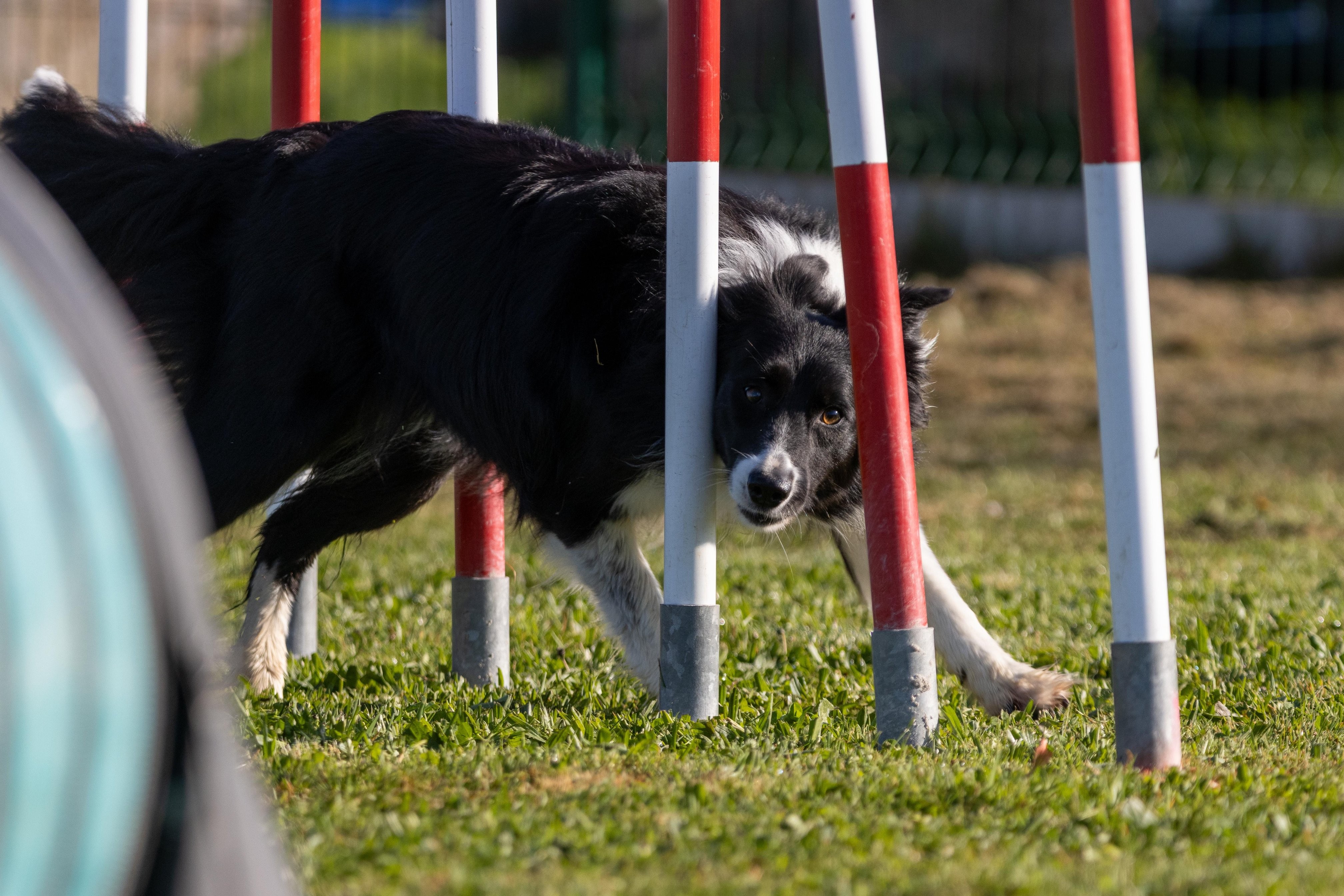 Agility grade 2 etoile 0111