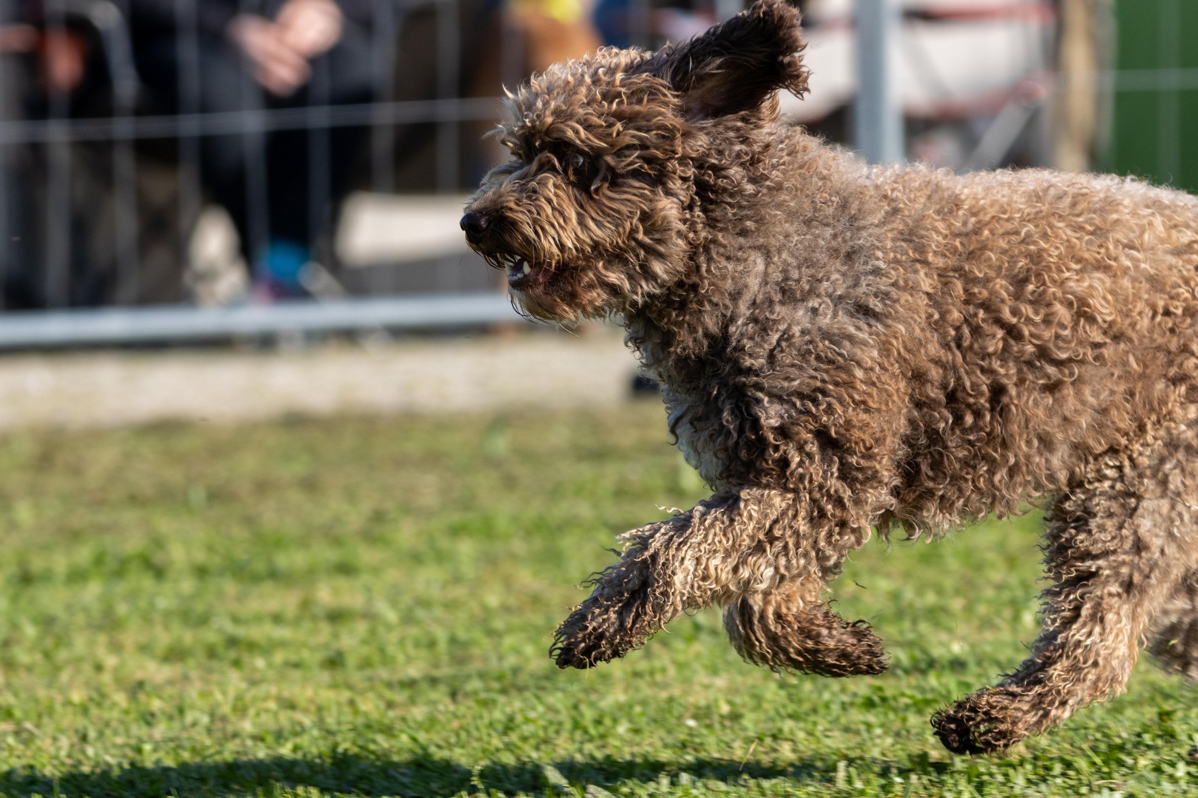 Agility grade 2 etoile 0114