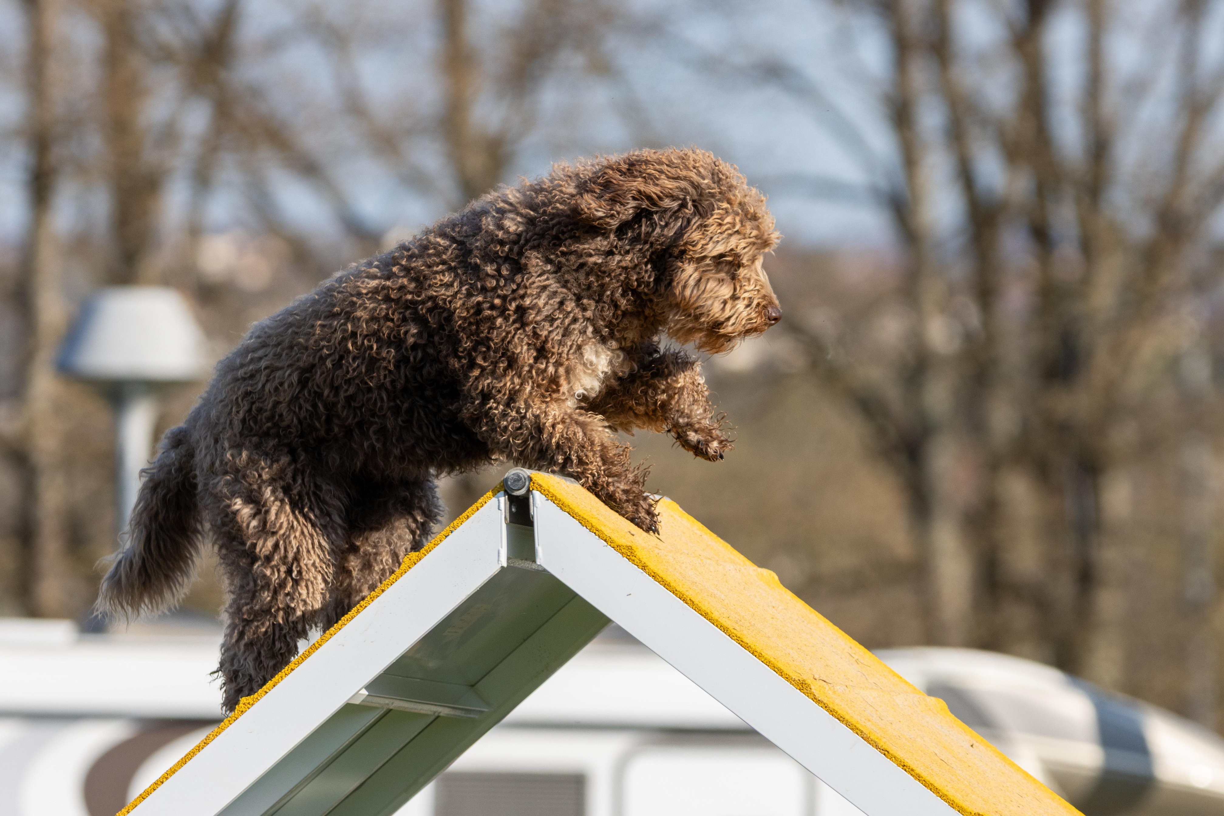Agility grade 2 etoile 0115