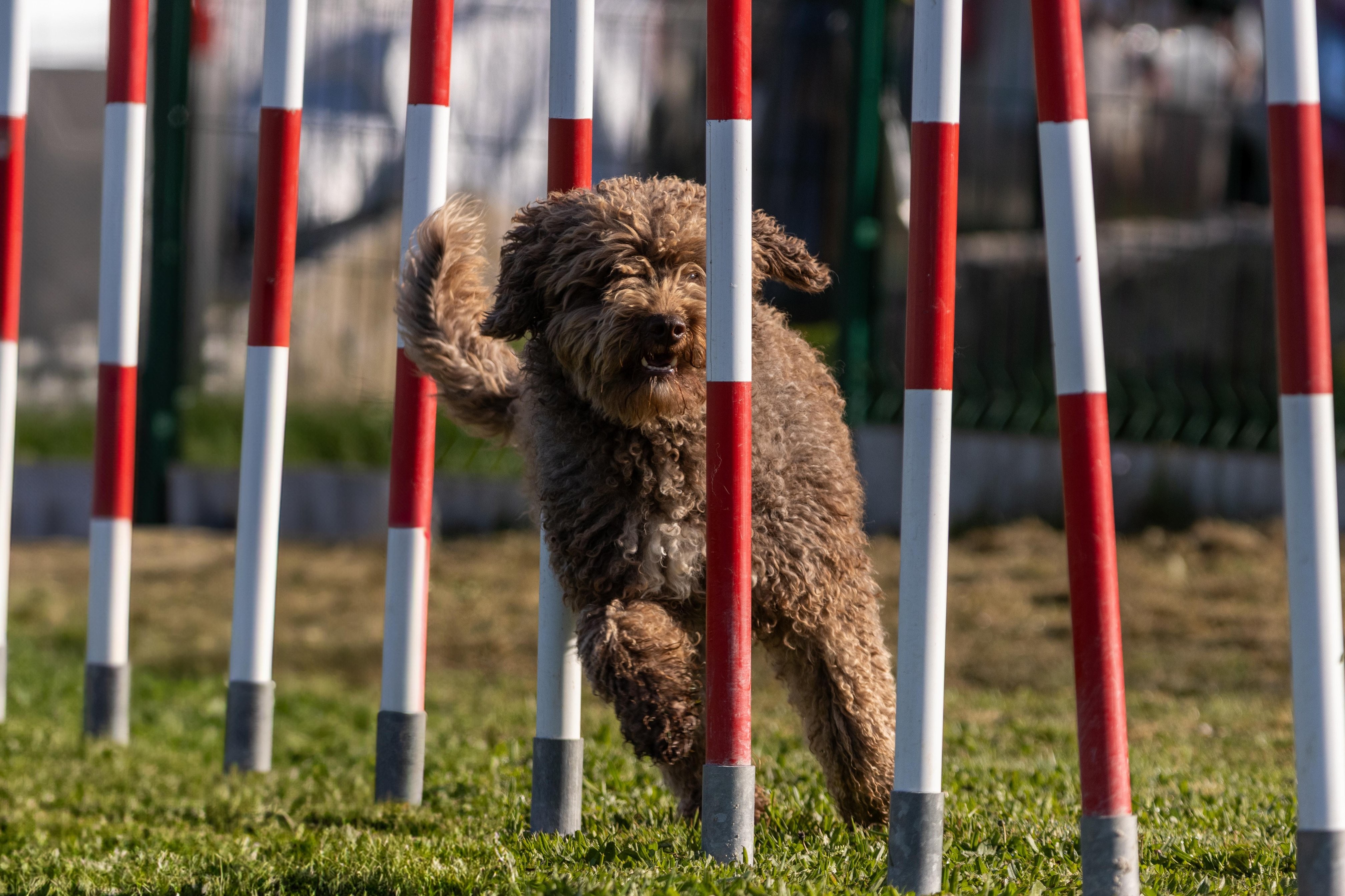 Agility grade 2 etoile 0116