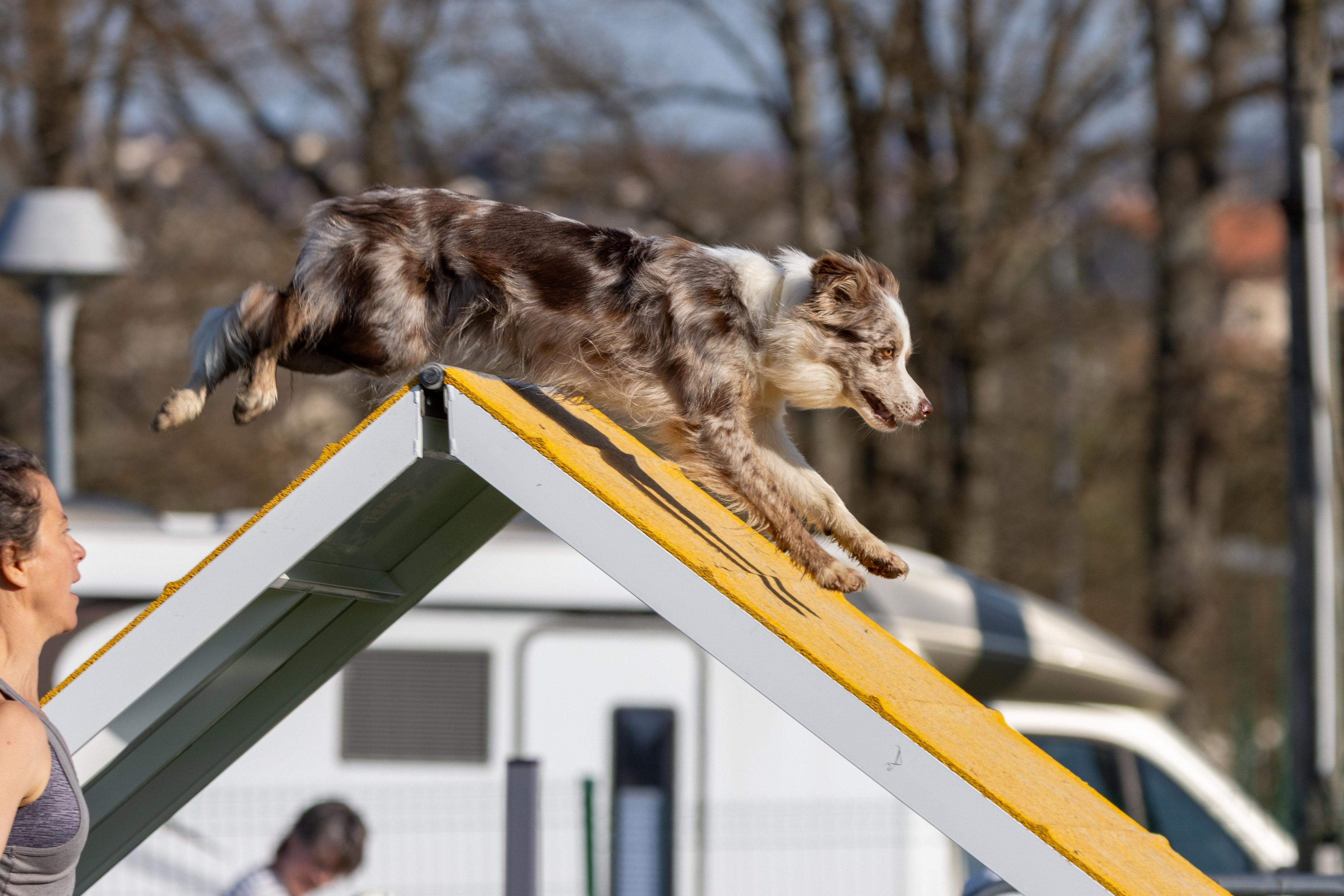 Agility grade 2 etoile 0118