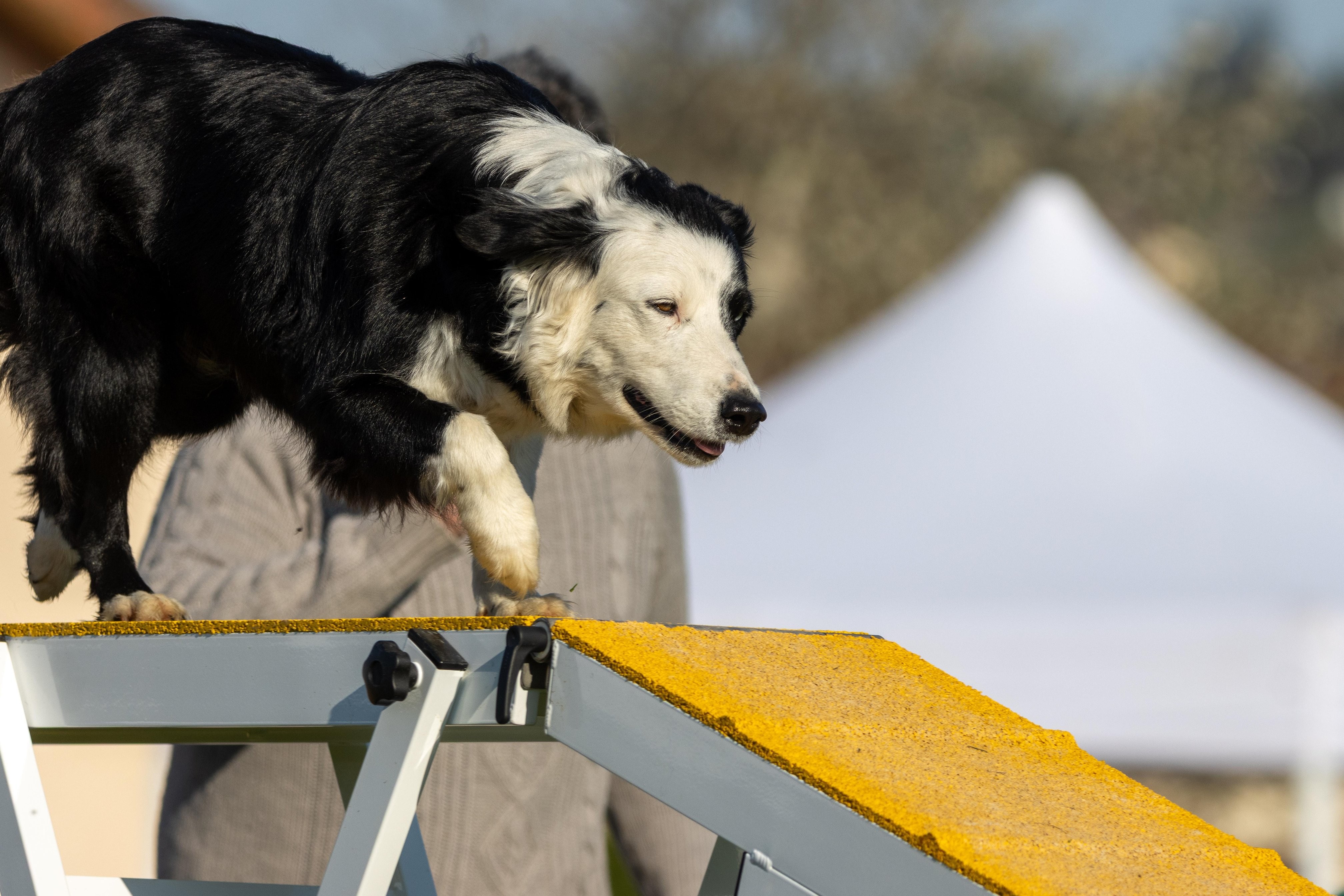 Agility grade 2 etoile 0122