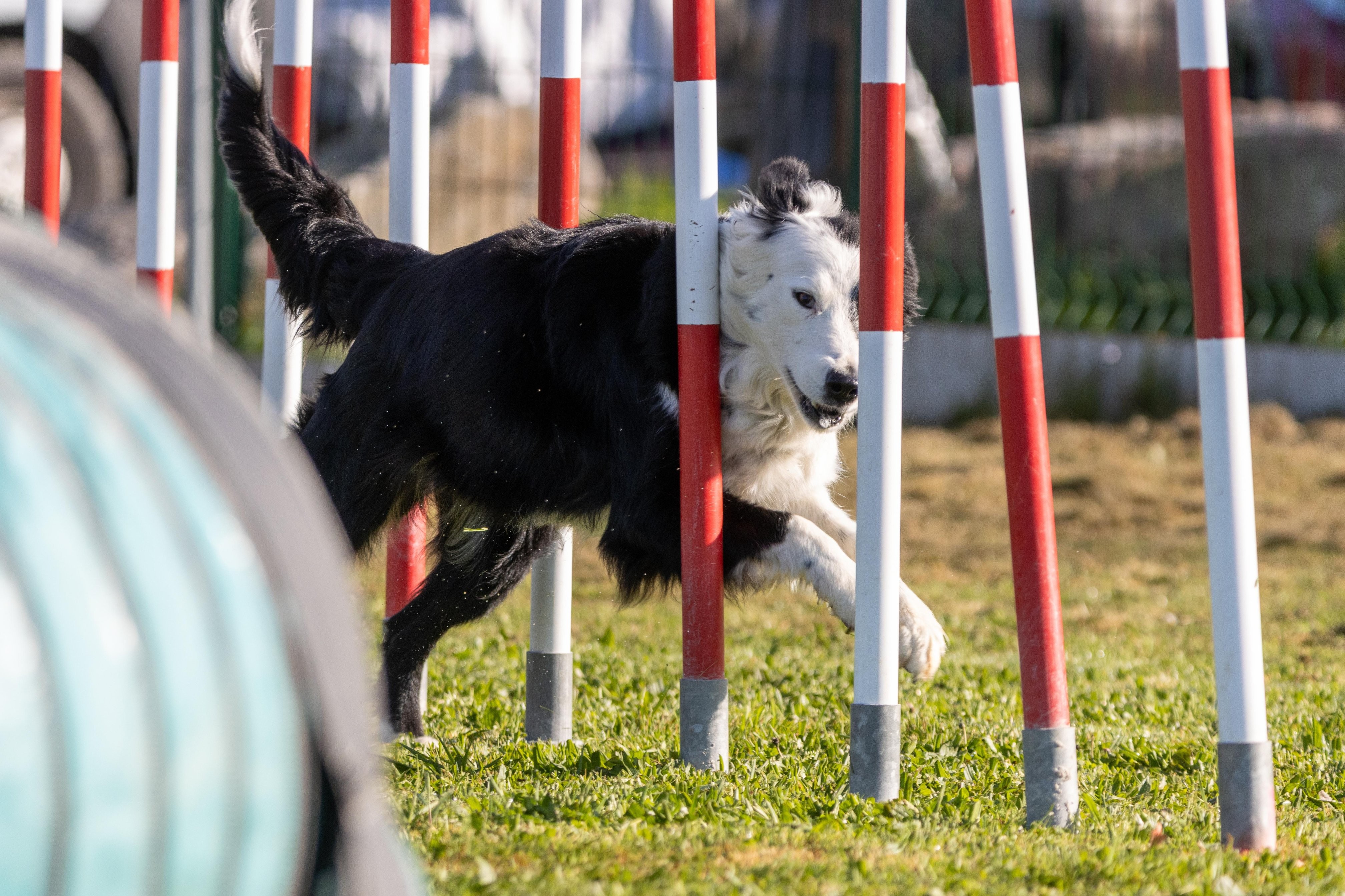 Agility grade 2 etoile 0123