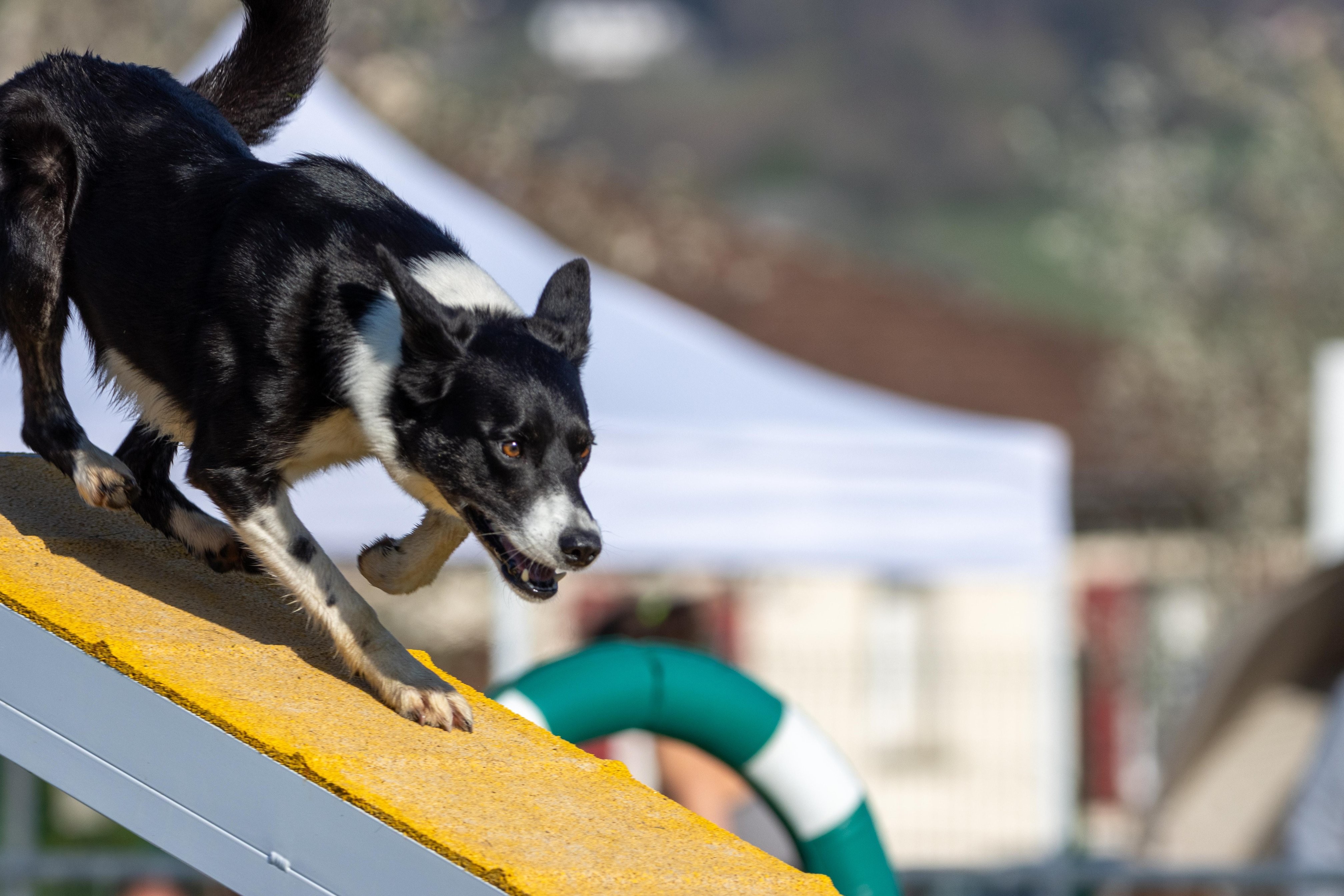 Agility grade 2 etoile 0124