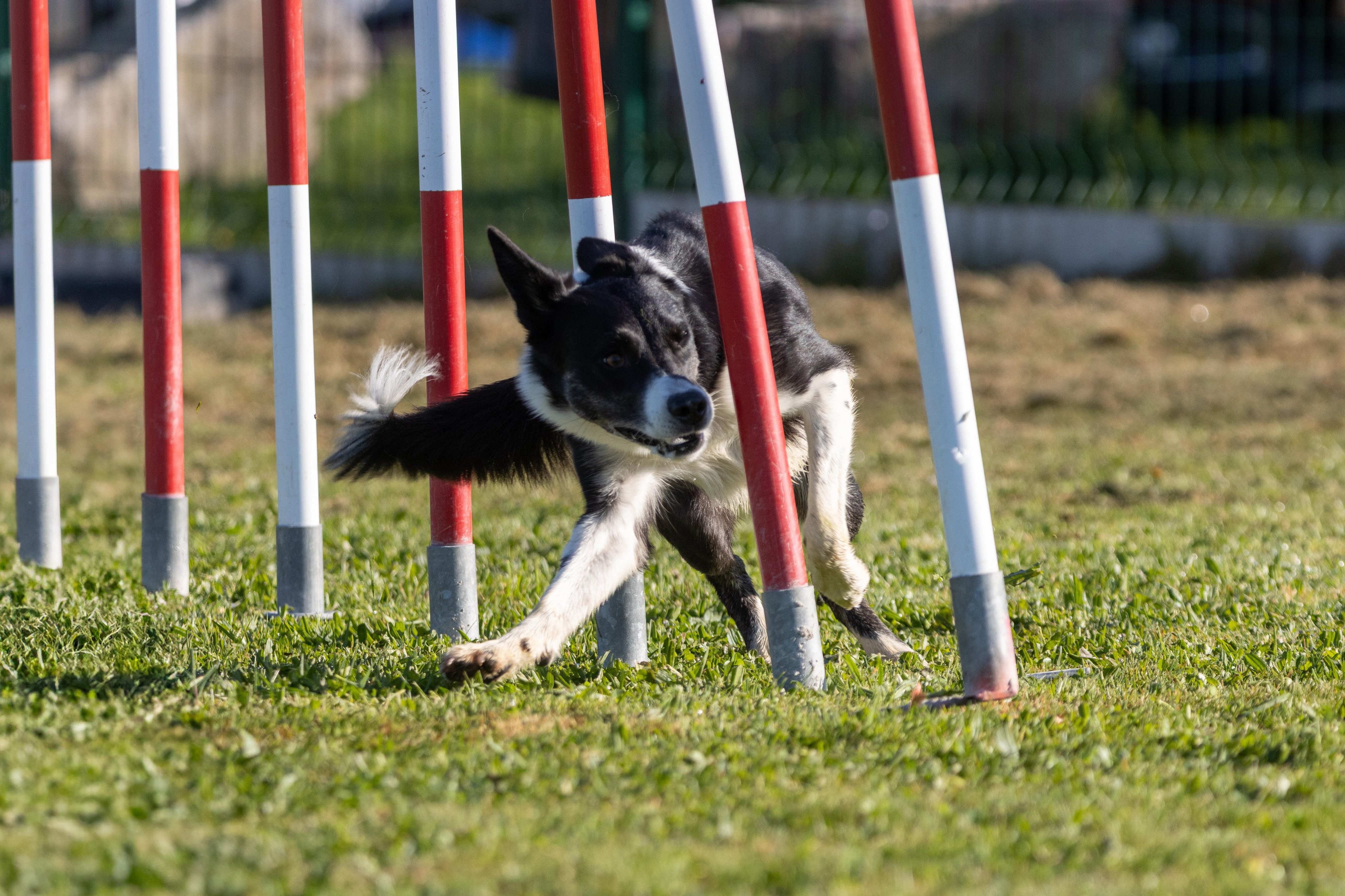 Agility grade 2 etoile 0125
