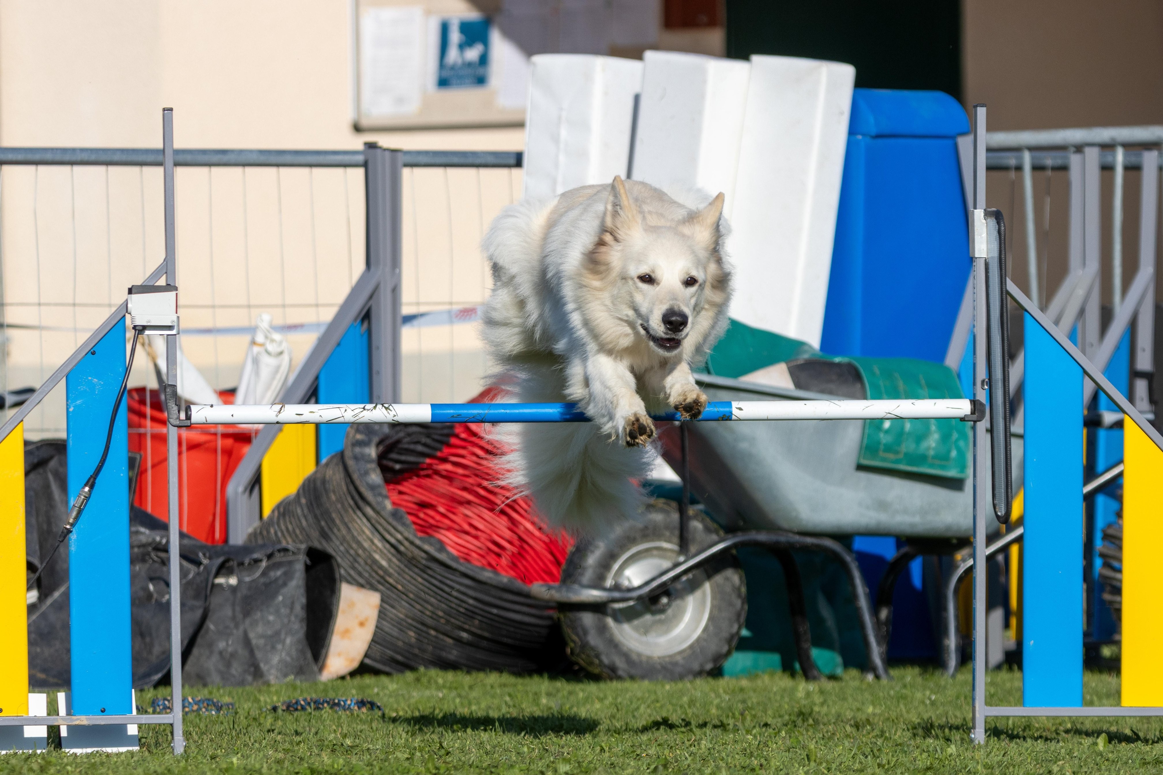 Agility grade 2 etoile 0126