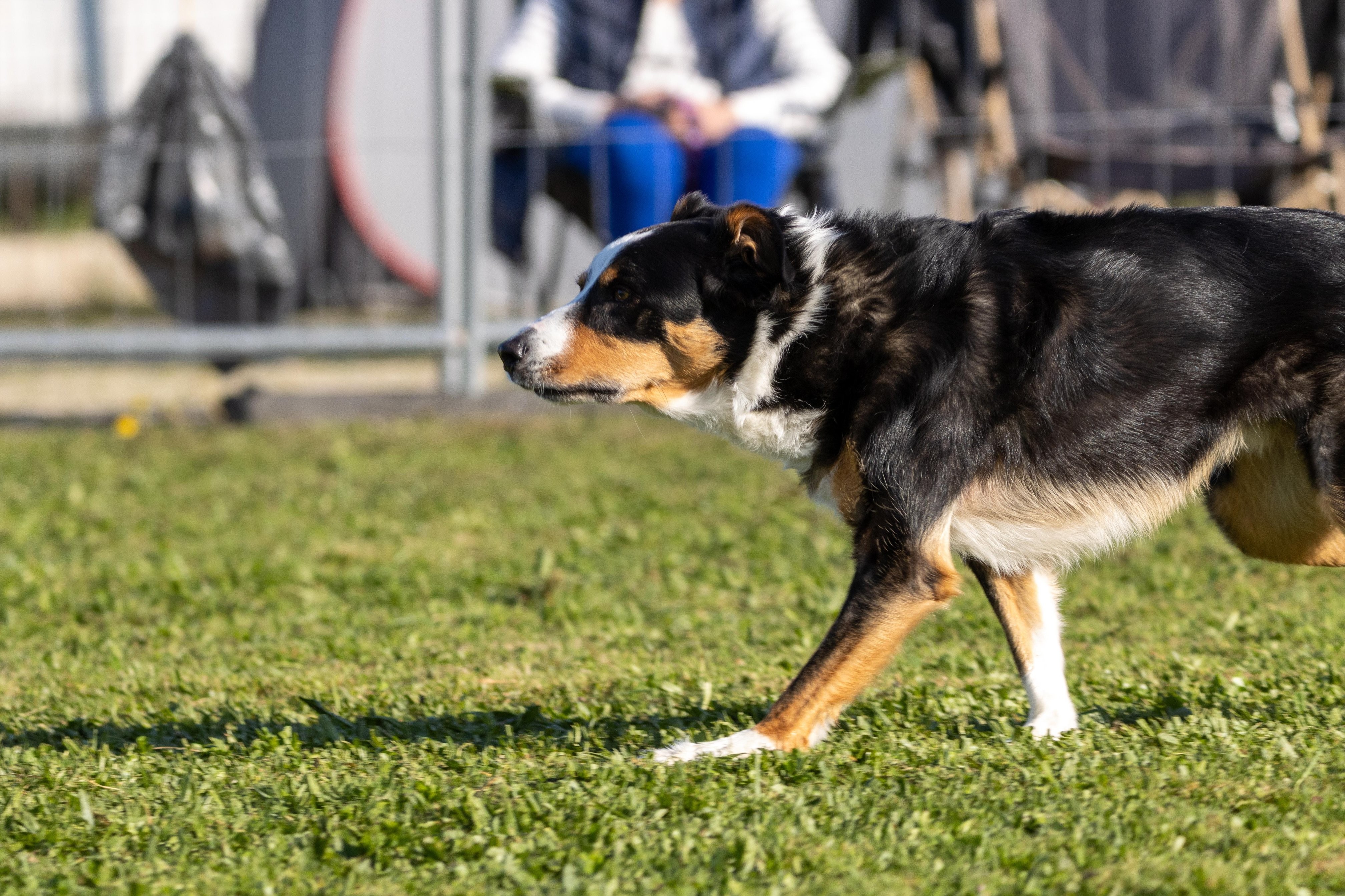 Agility grade 2 etoile 0129