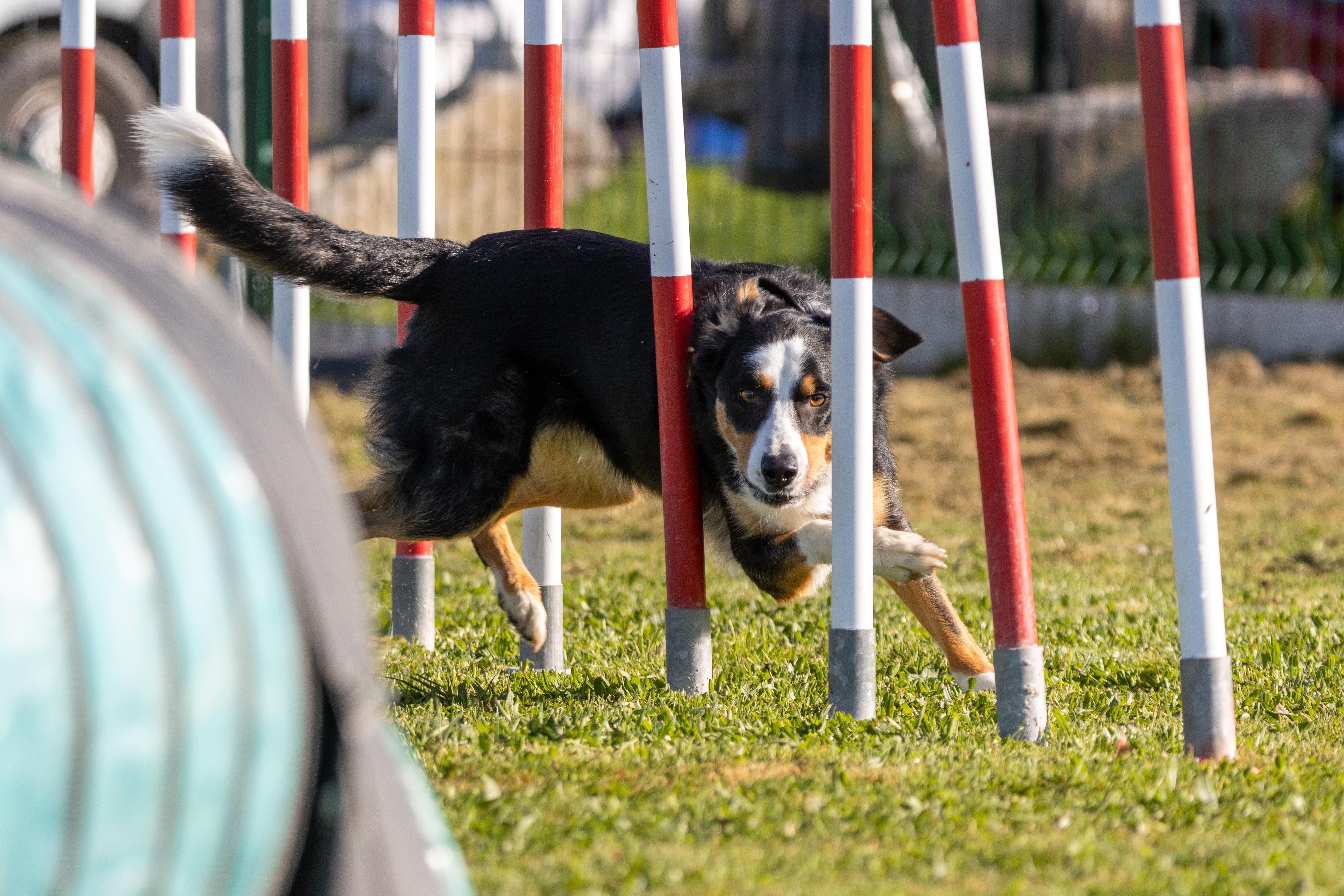 Agility grade 2 etoile 0130
