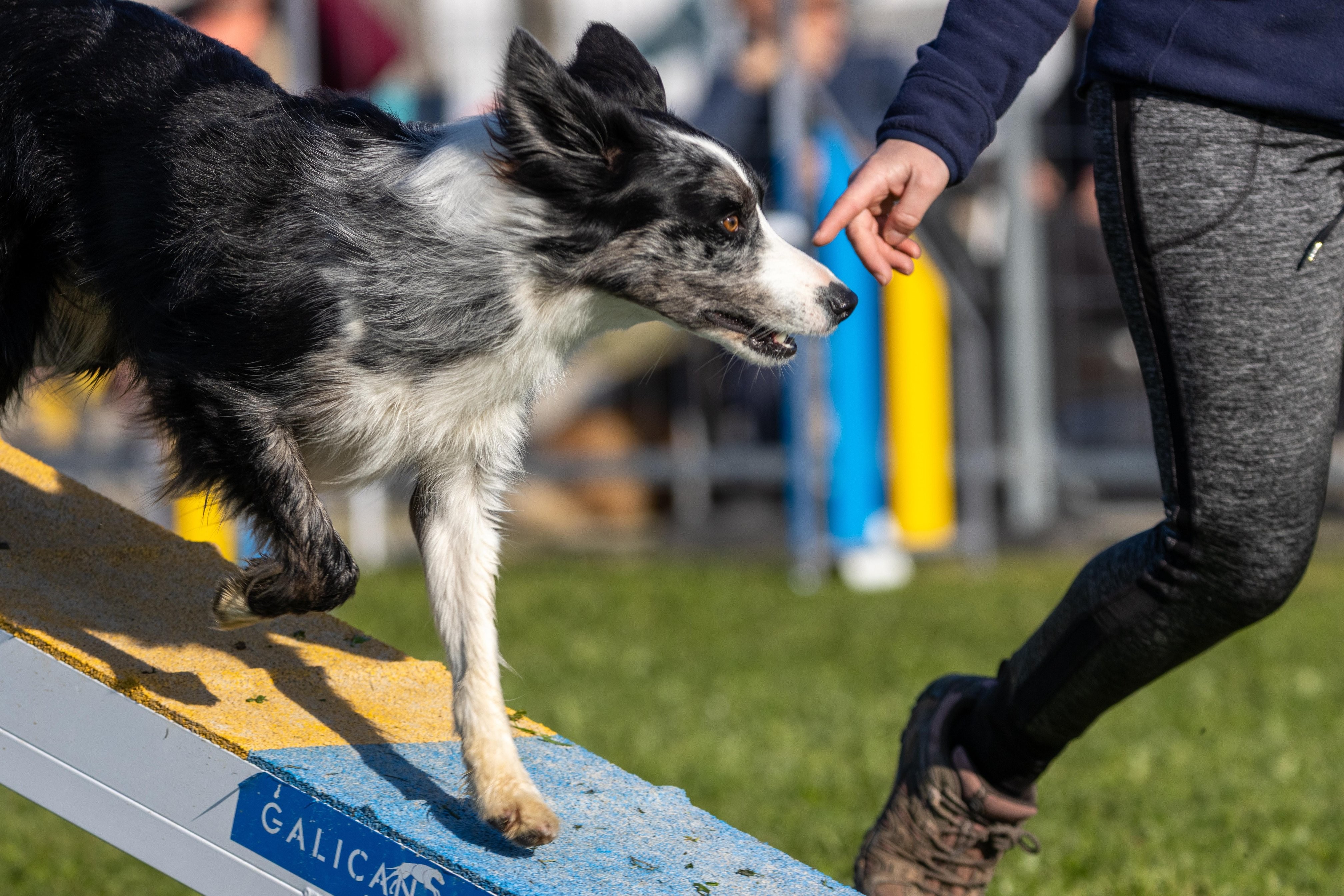 Agility grade 2 etoile 0131
