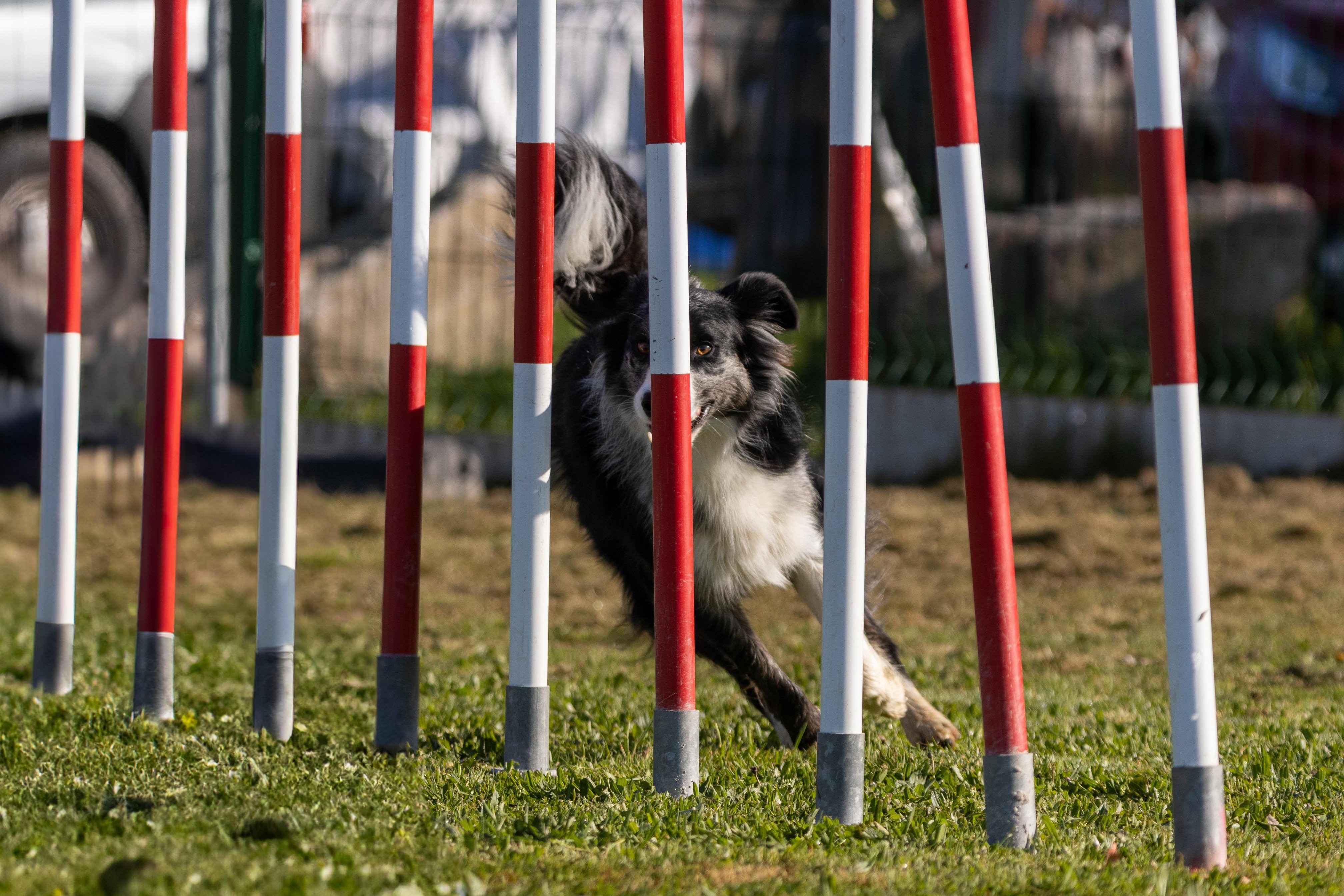 Agility grade 2 etoile 0134