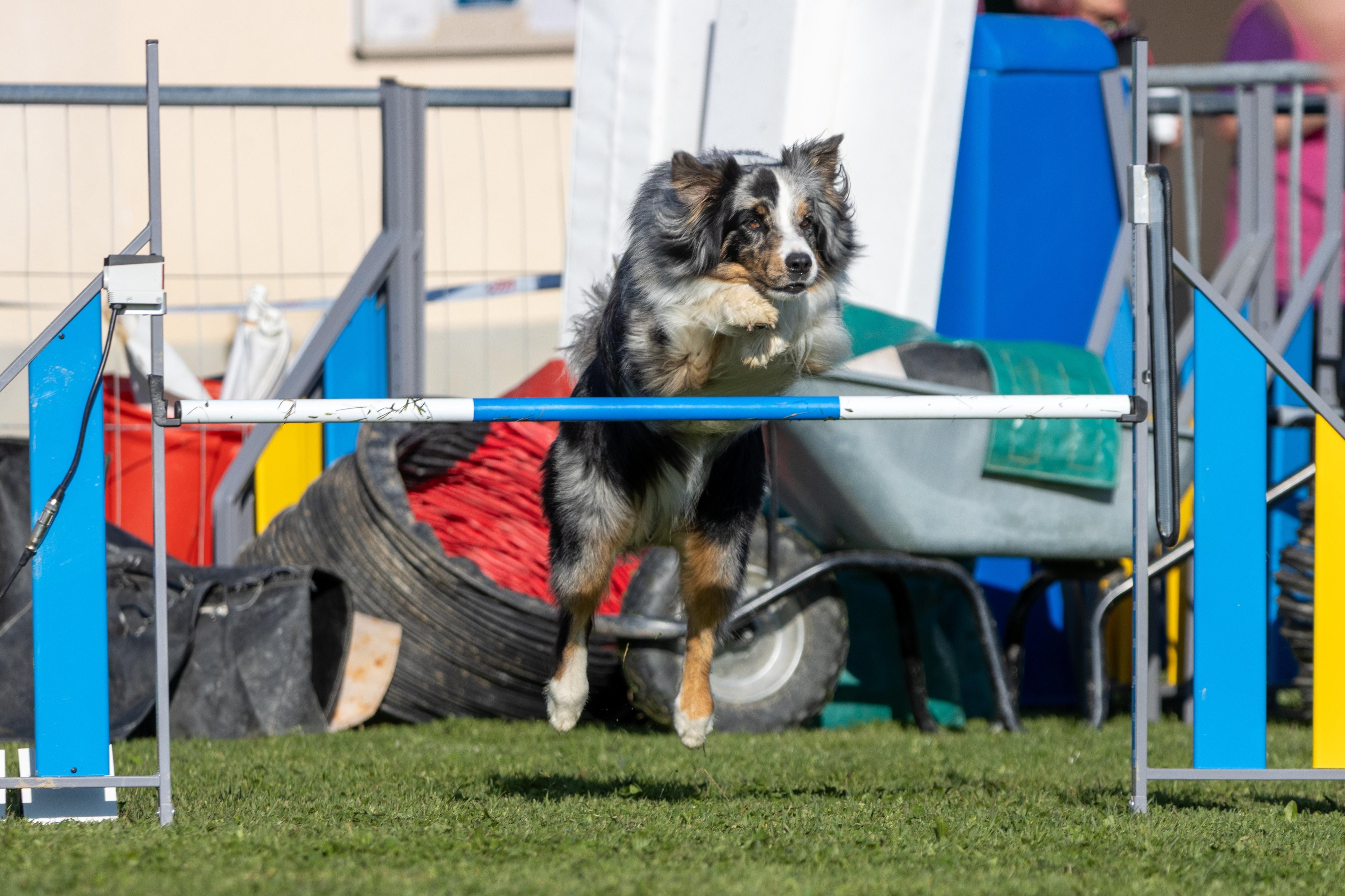 Agility grade 2 etoile 0135