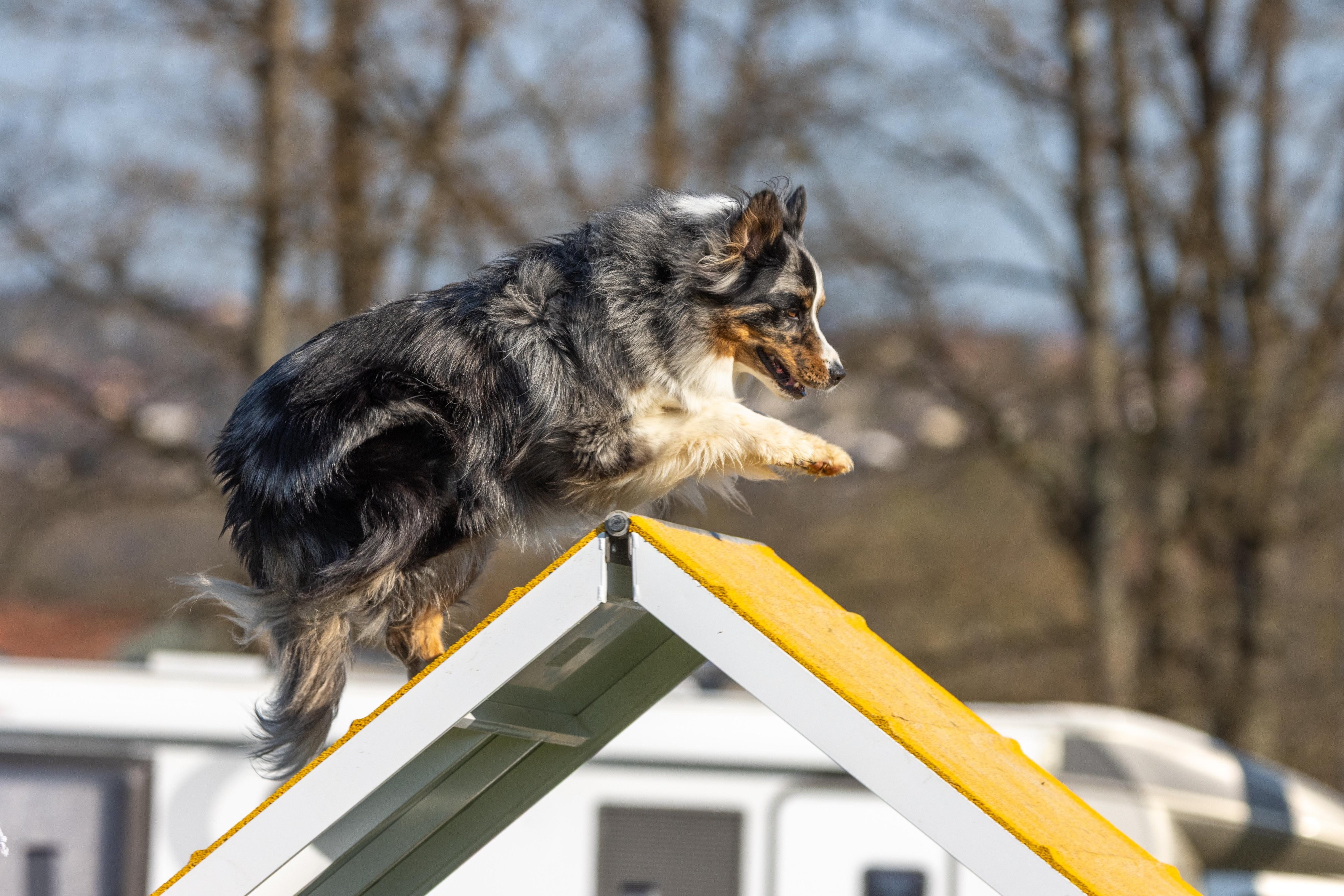 Agility grade 2 etoile 0136