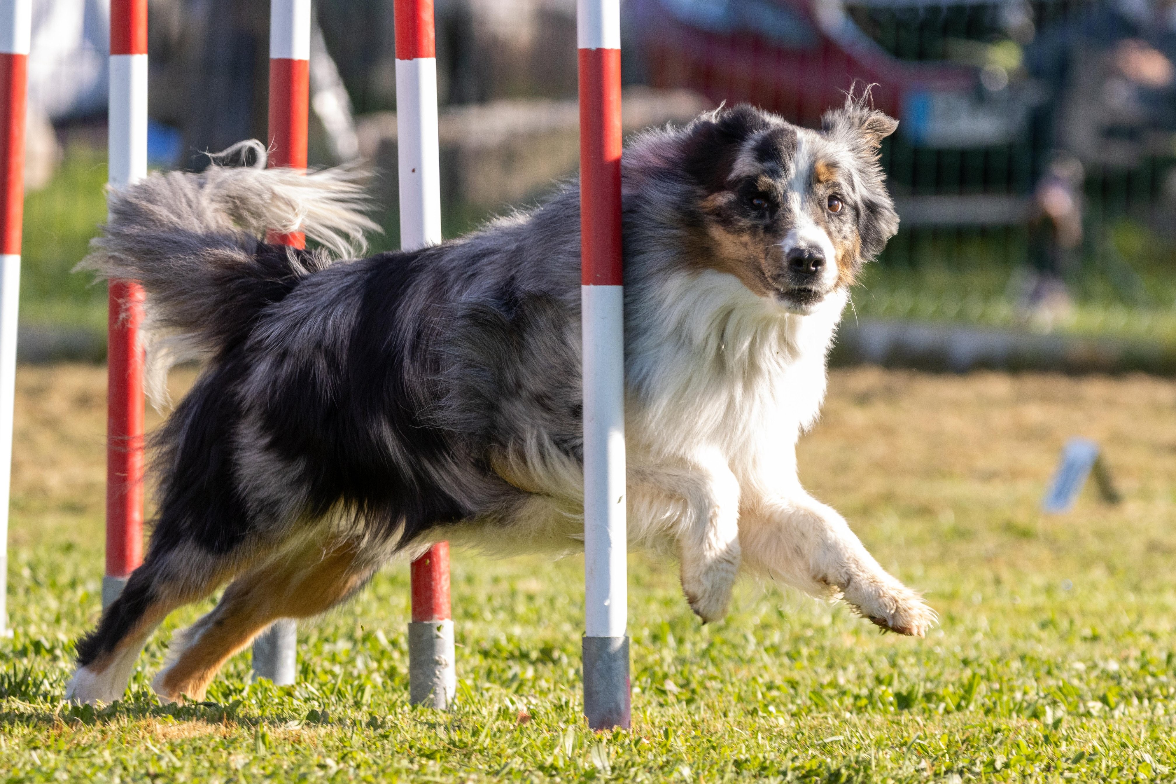Agility grade 2 etoile 0139