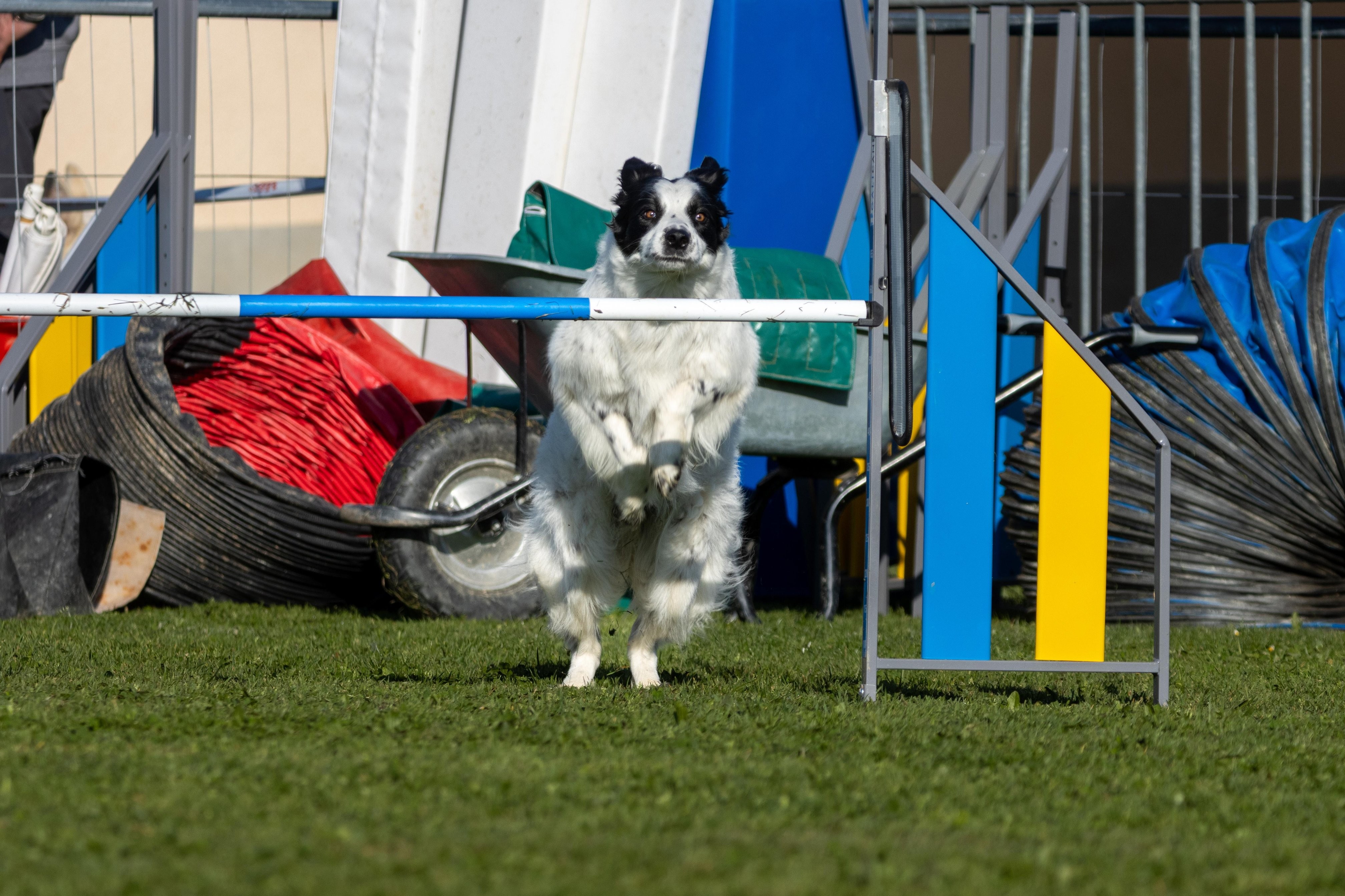 Agility grade 2 etoile 0140