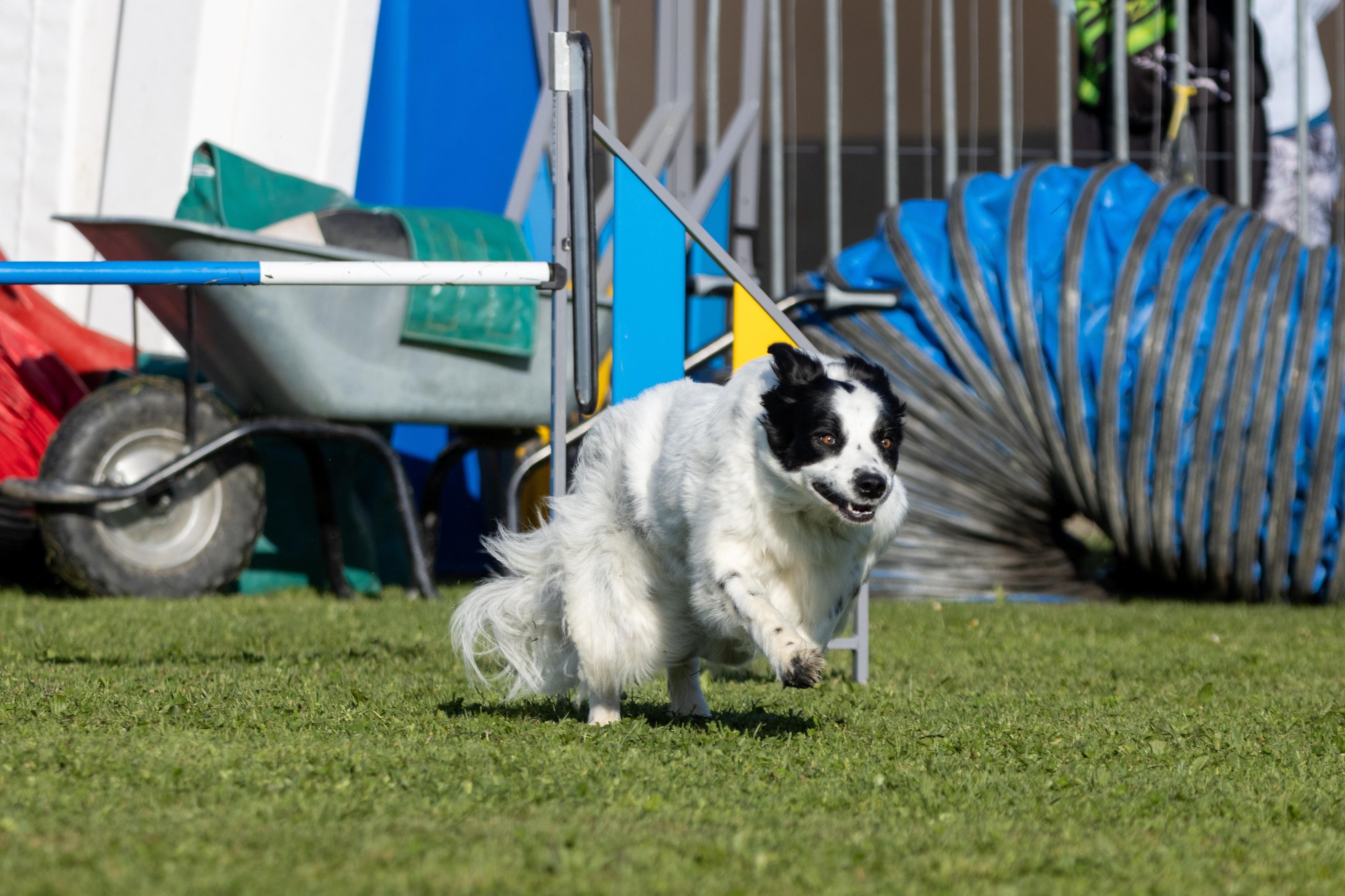 Agility grade 2 etoile 0141