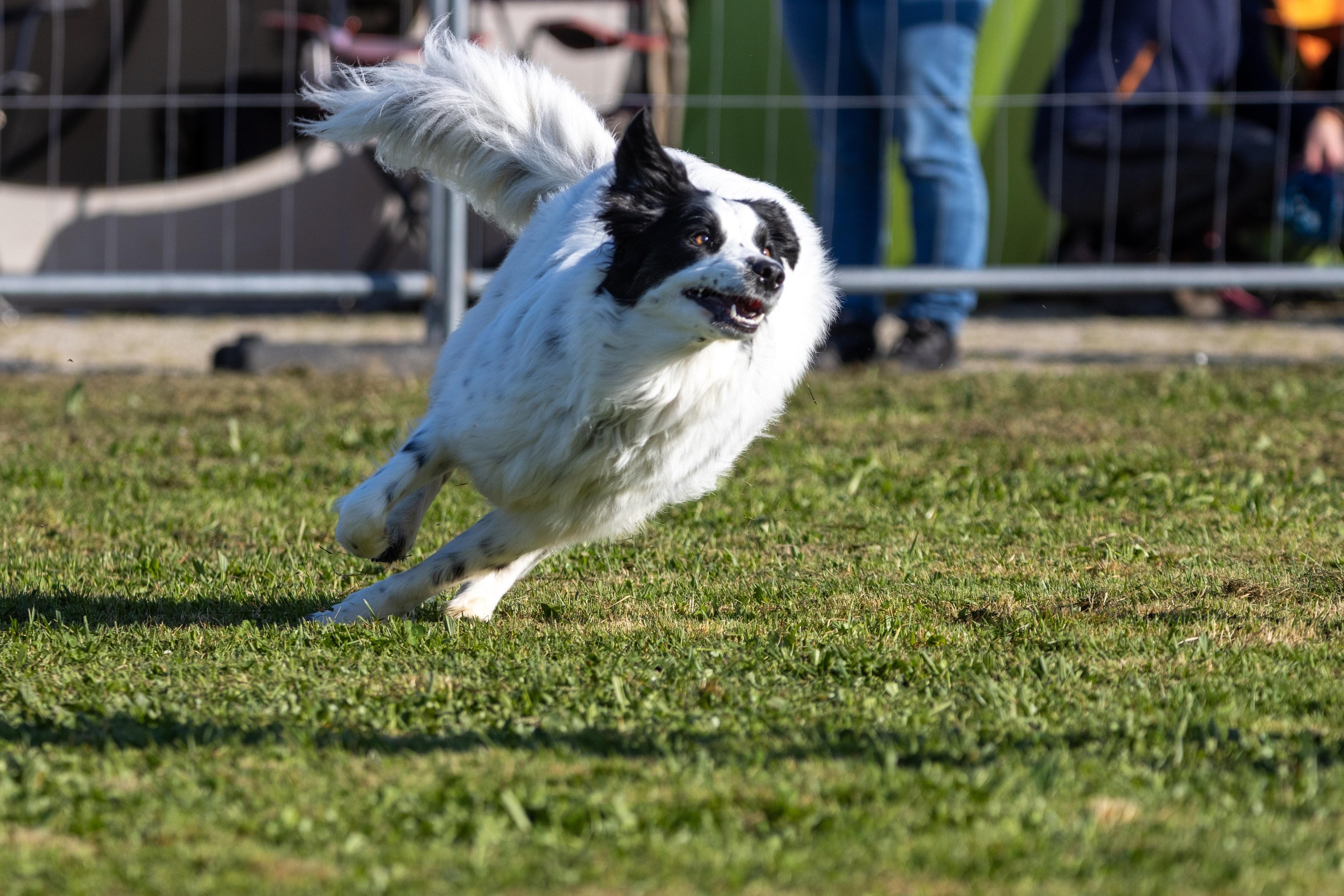 Agility grade 2 etoile 0142