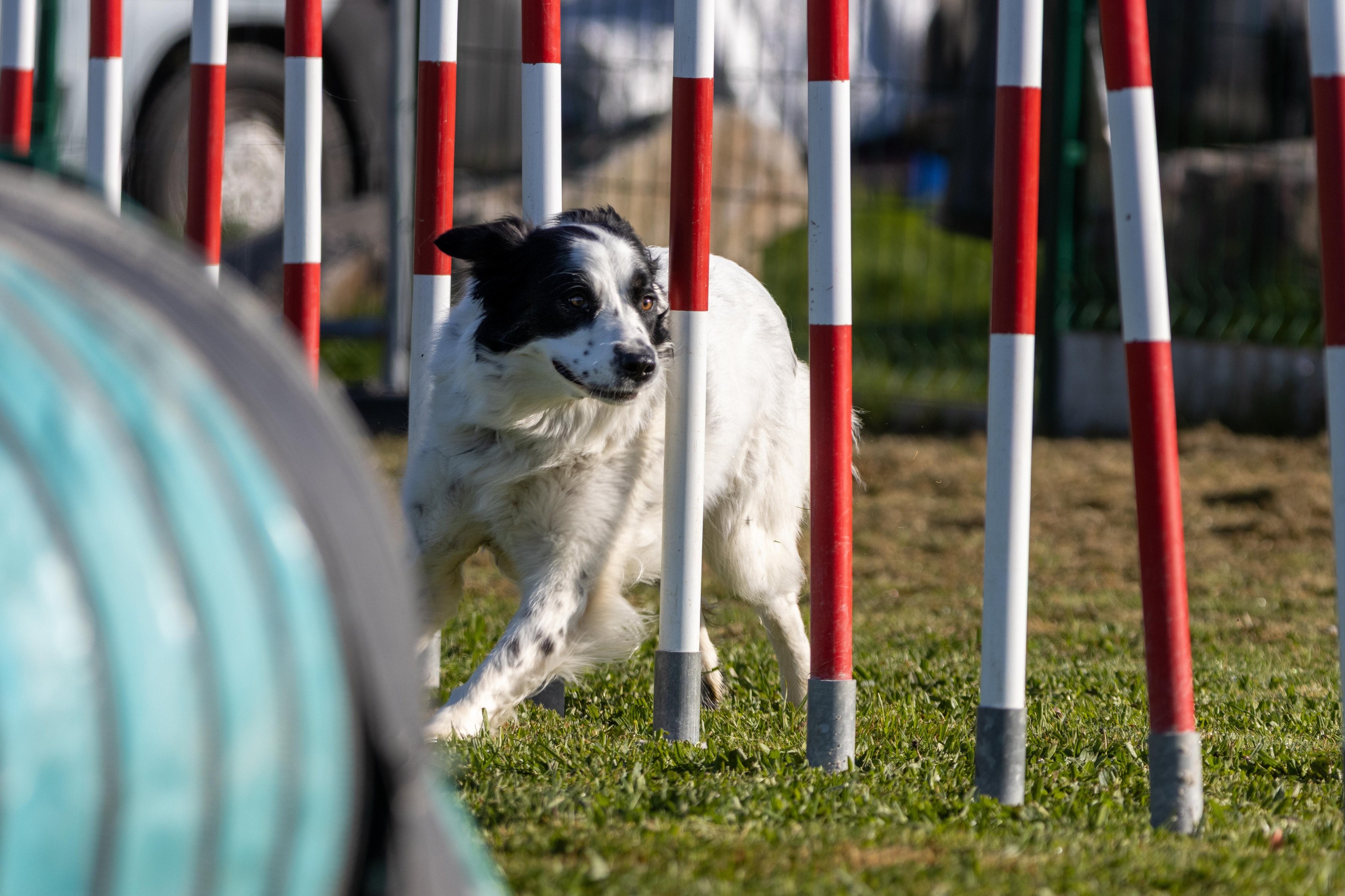 Agility grade 2 etoile 0143