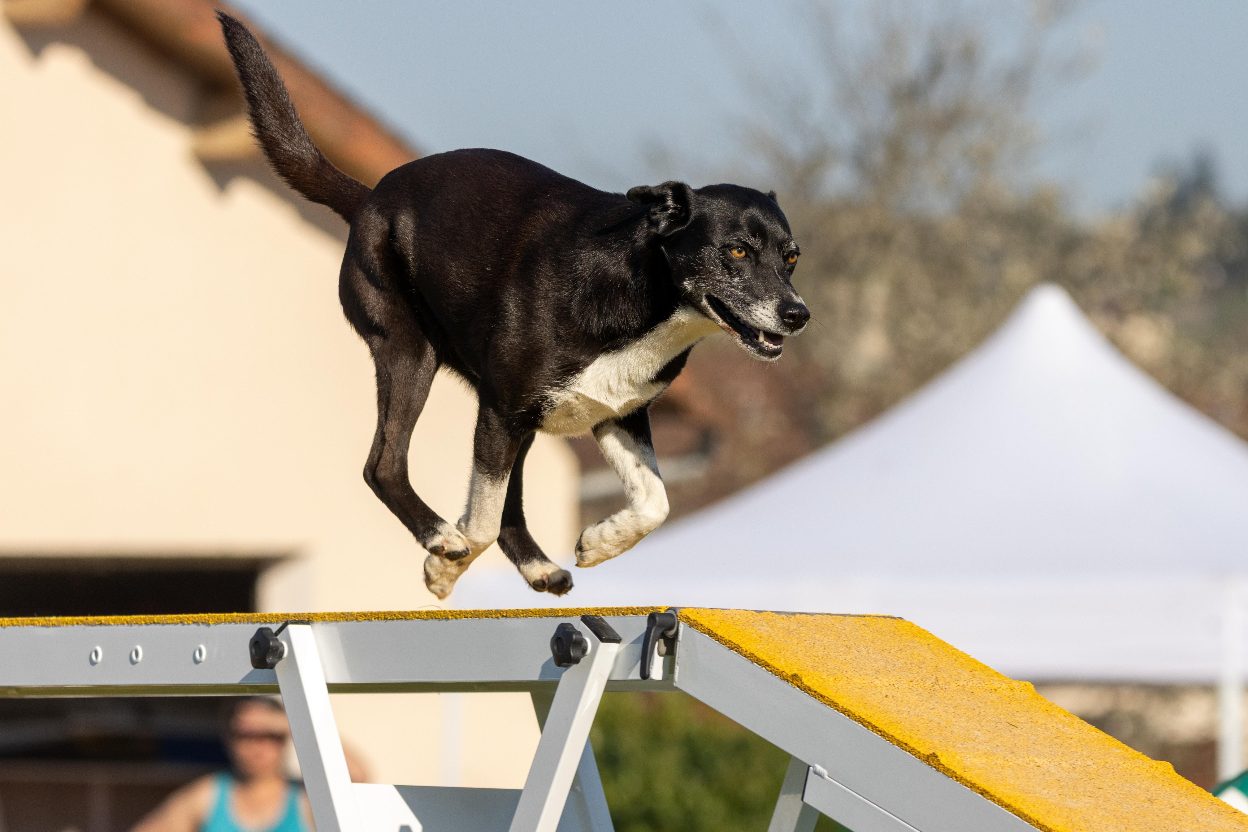 Agility grade 2 etoile 0145