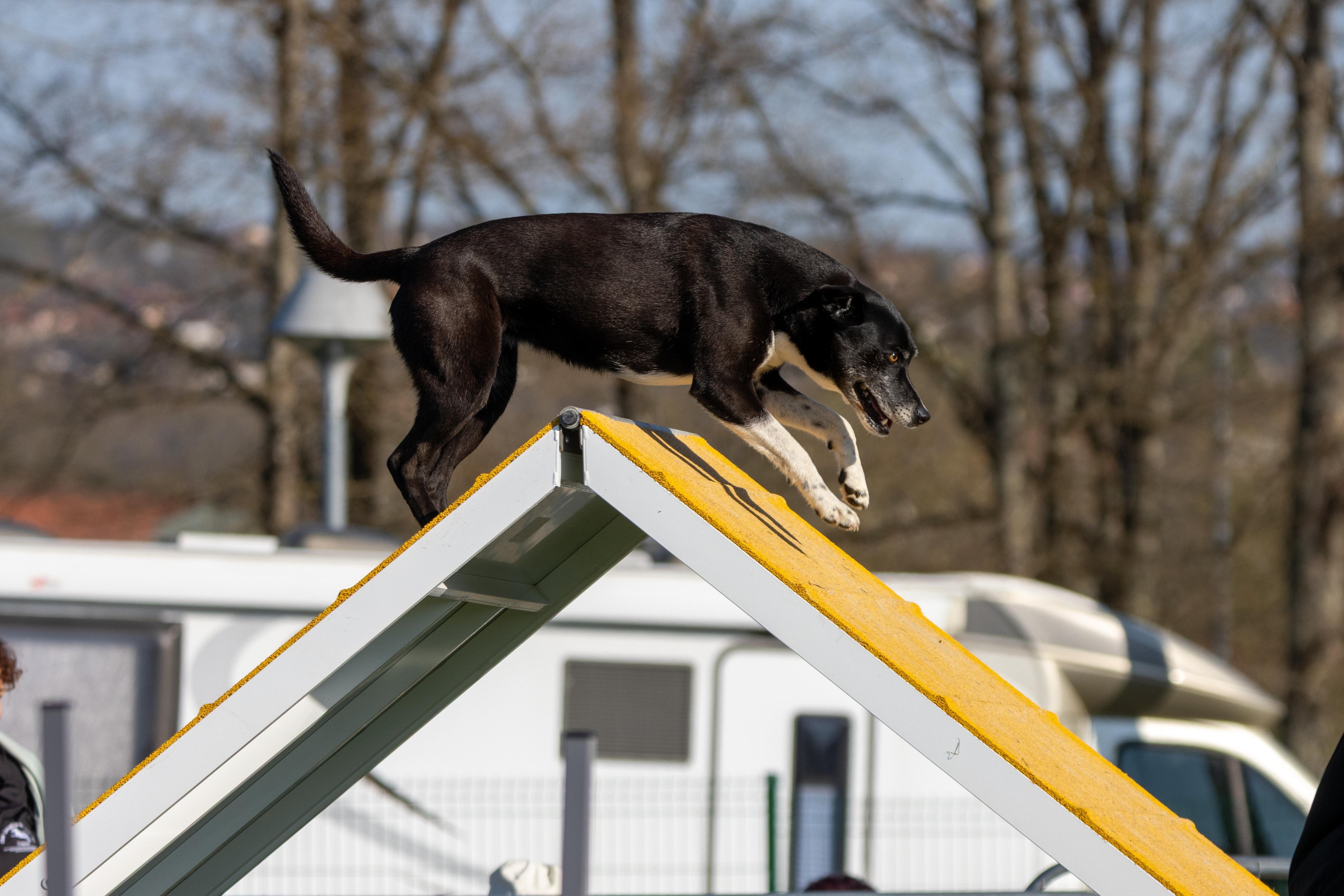 Agility grade 2 etoile 0146