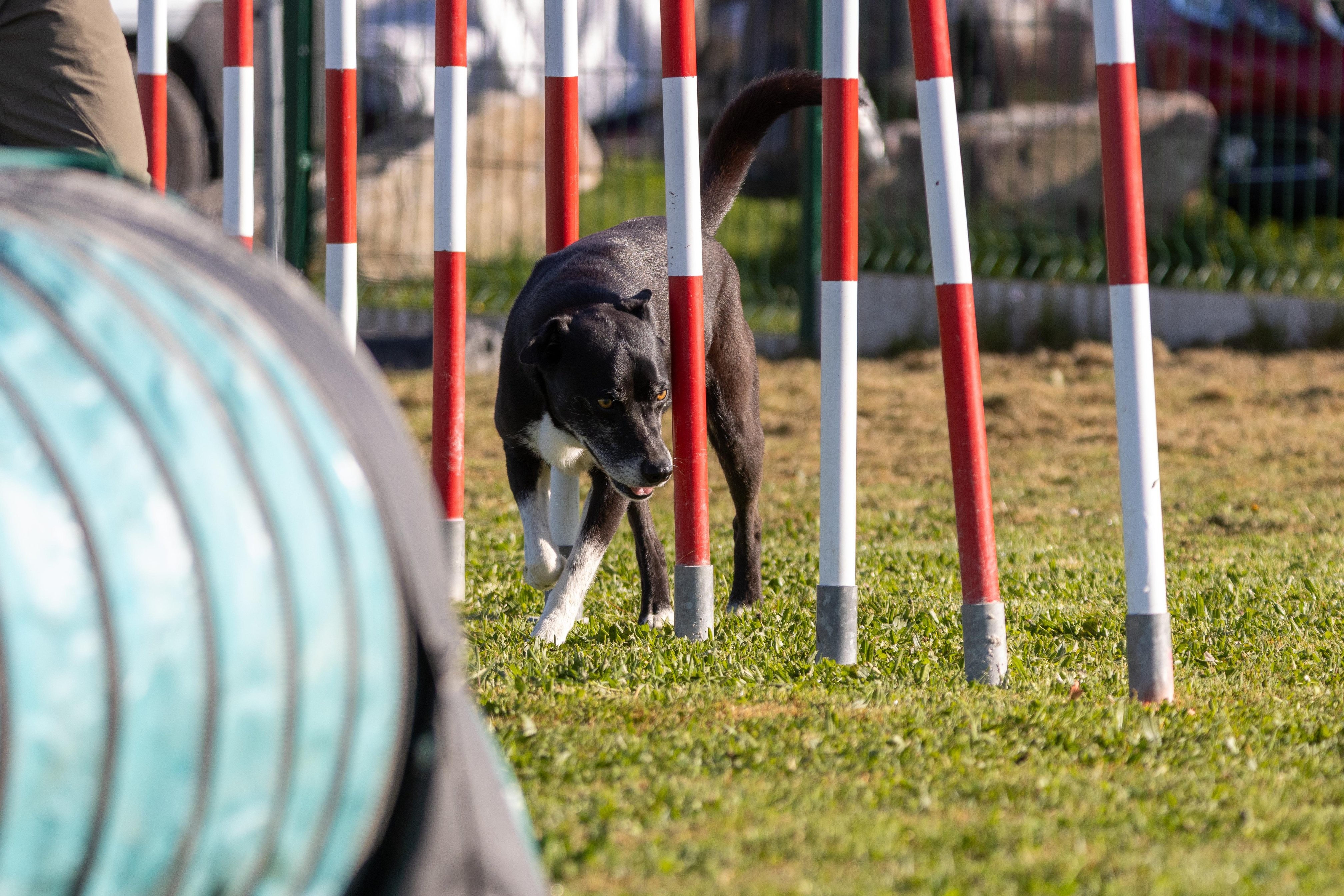 Agility grade 2 etoile 0149