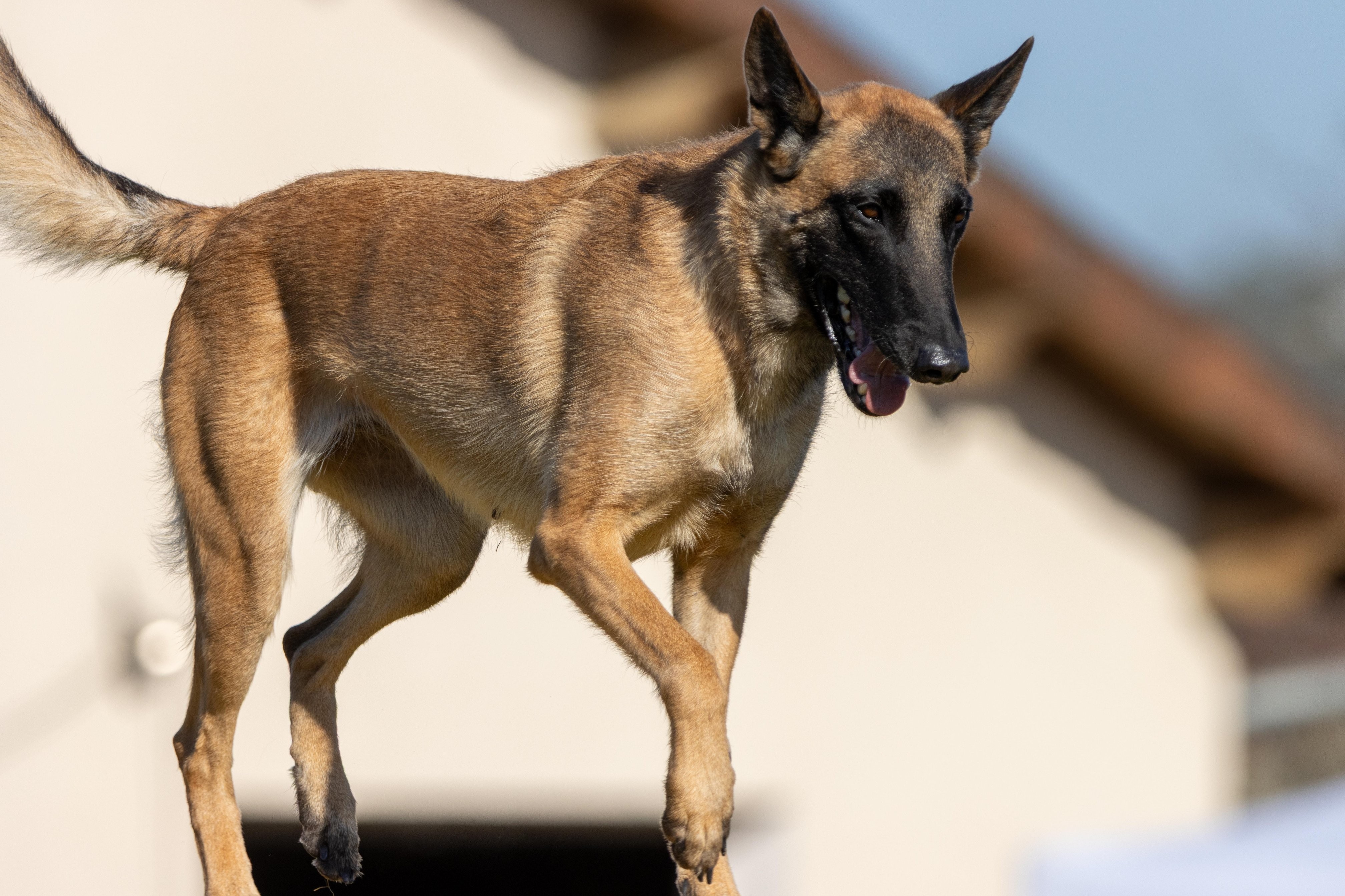 Agility grade 2 etoile 0150