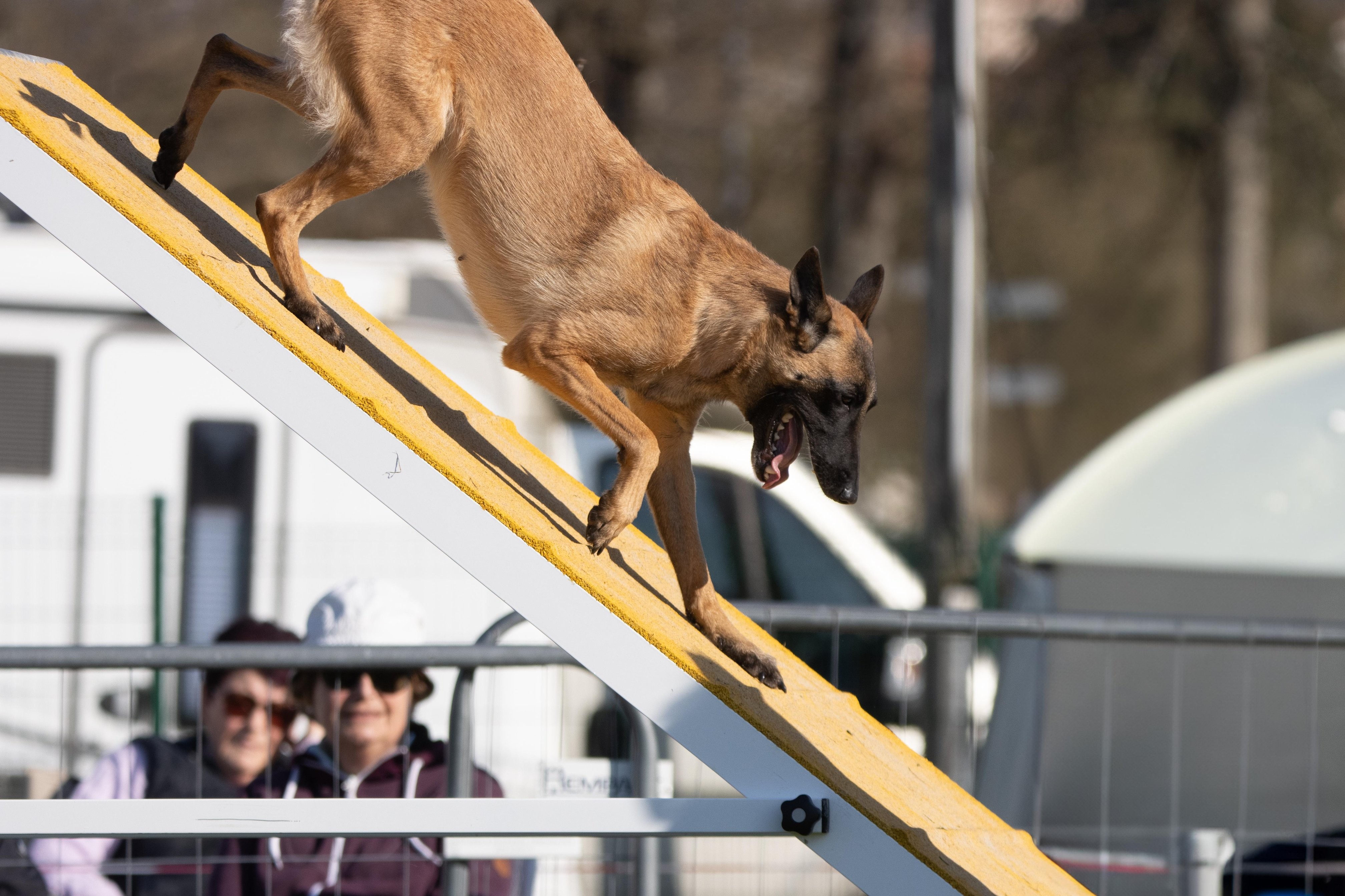 Agility grade 2 etoile 0151