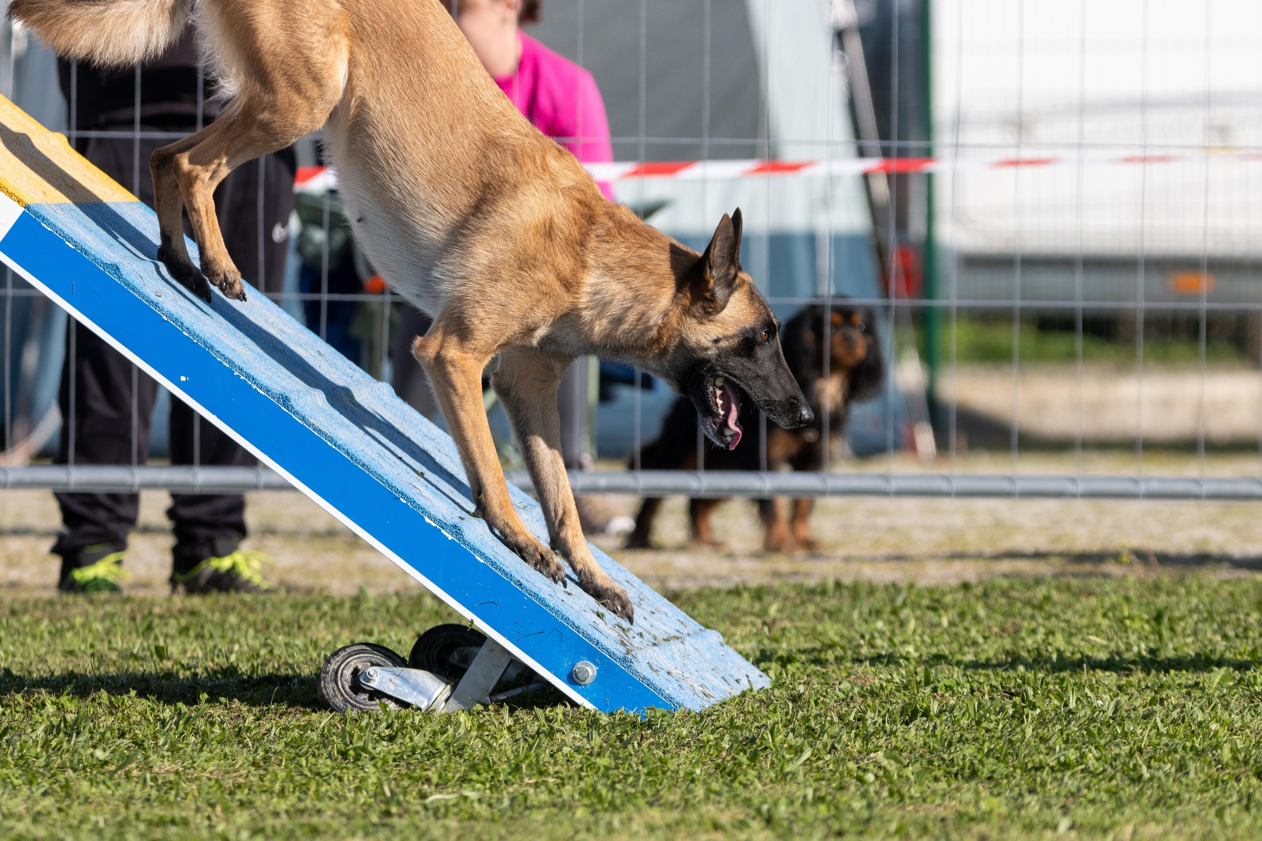 Agility grade 2 etoile 0152