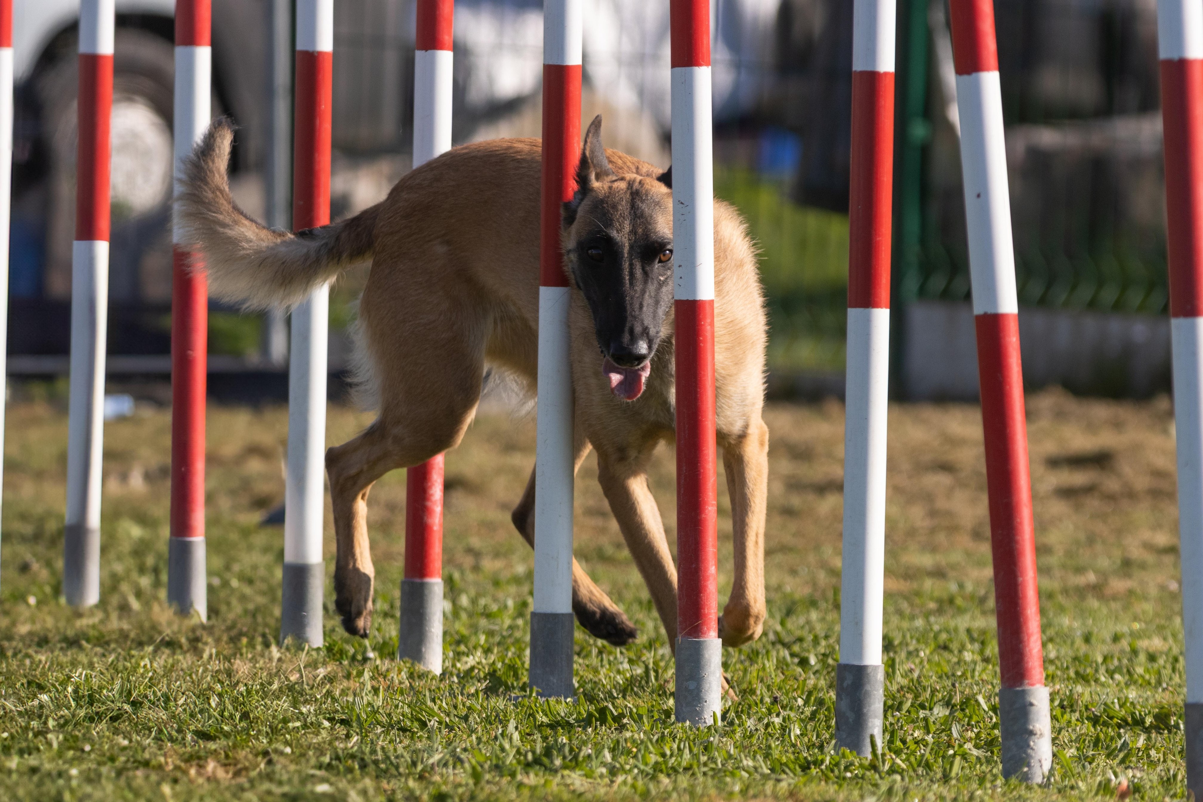 Agility grade 2 etoile 0154