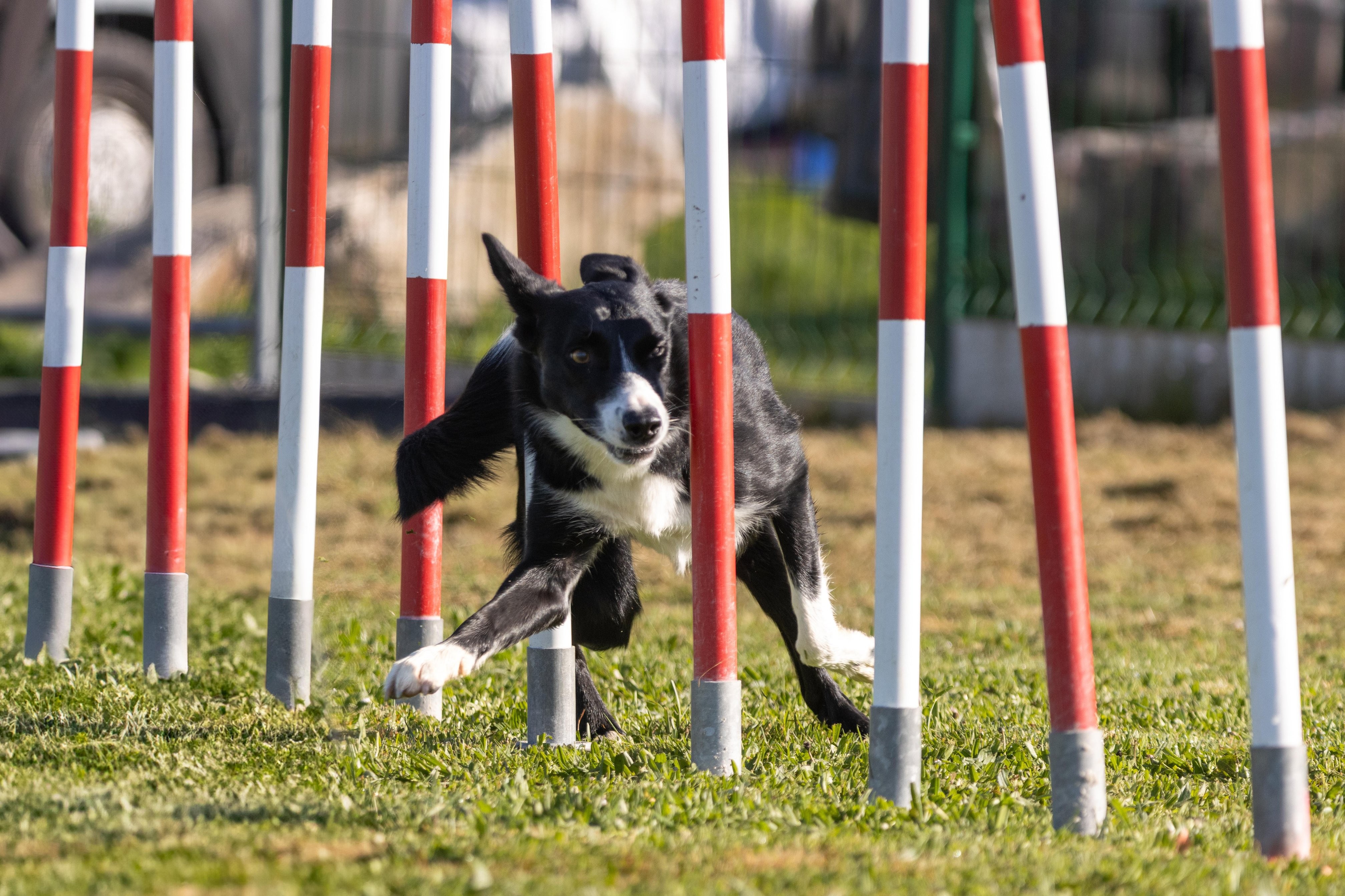 Agility grade 2 etoile 0157