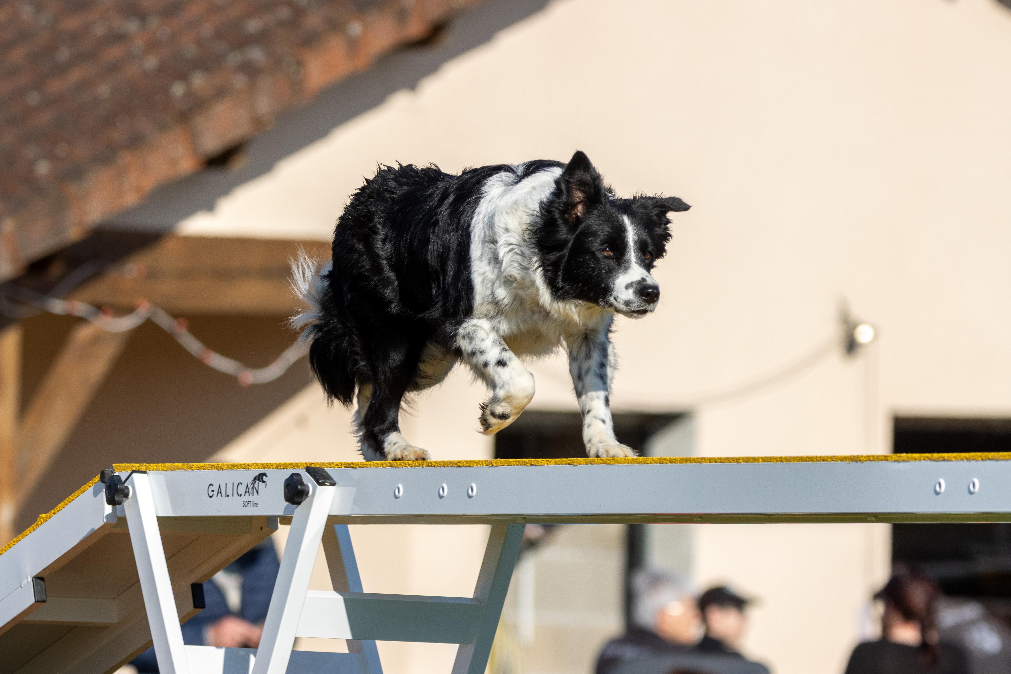 Agility grade 2 etoile 0158