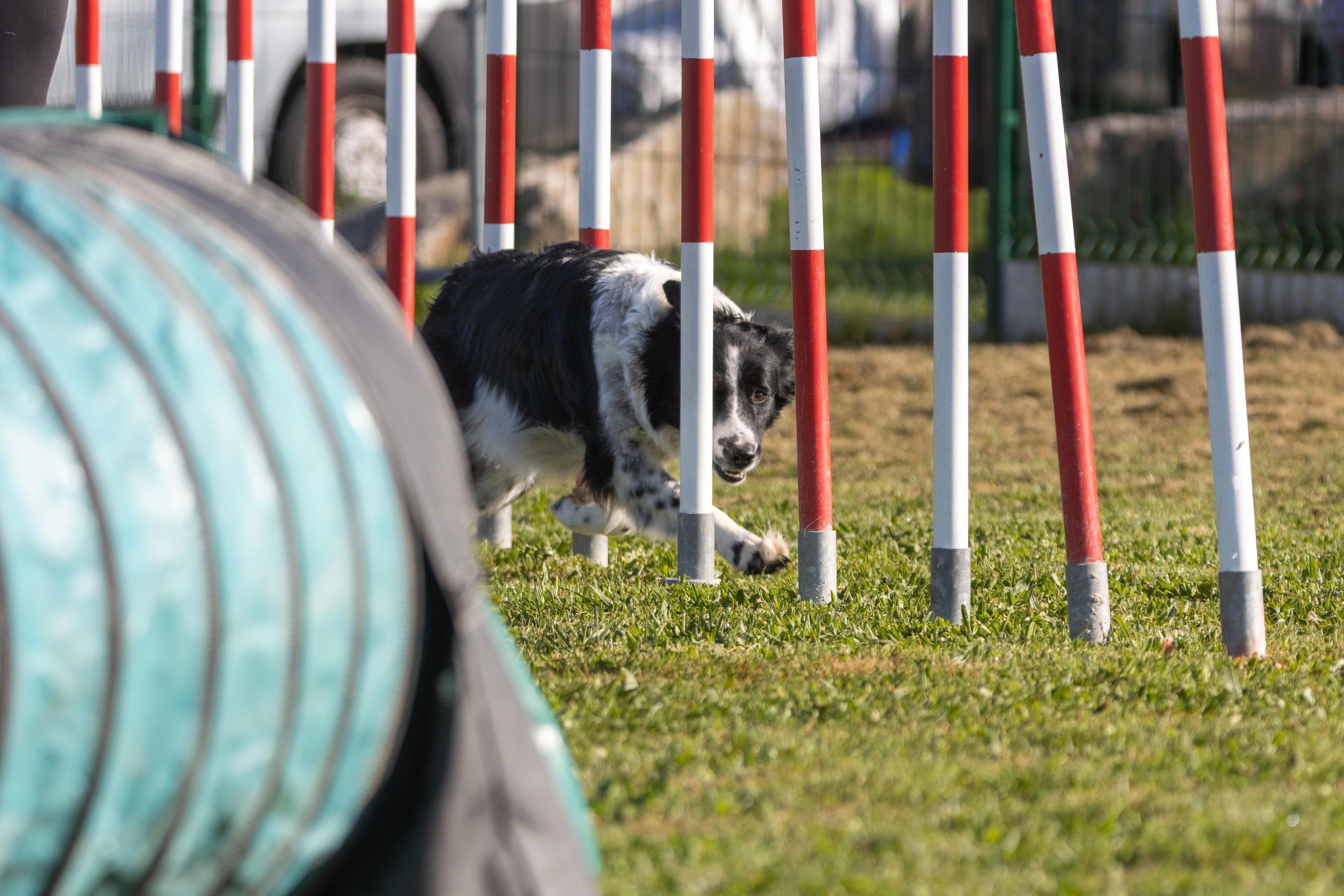 Agility grade 2 etoile 0159