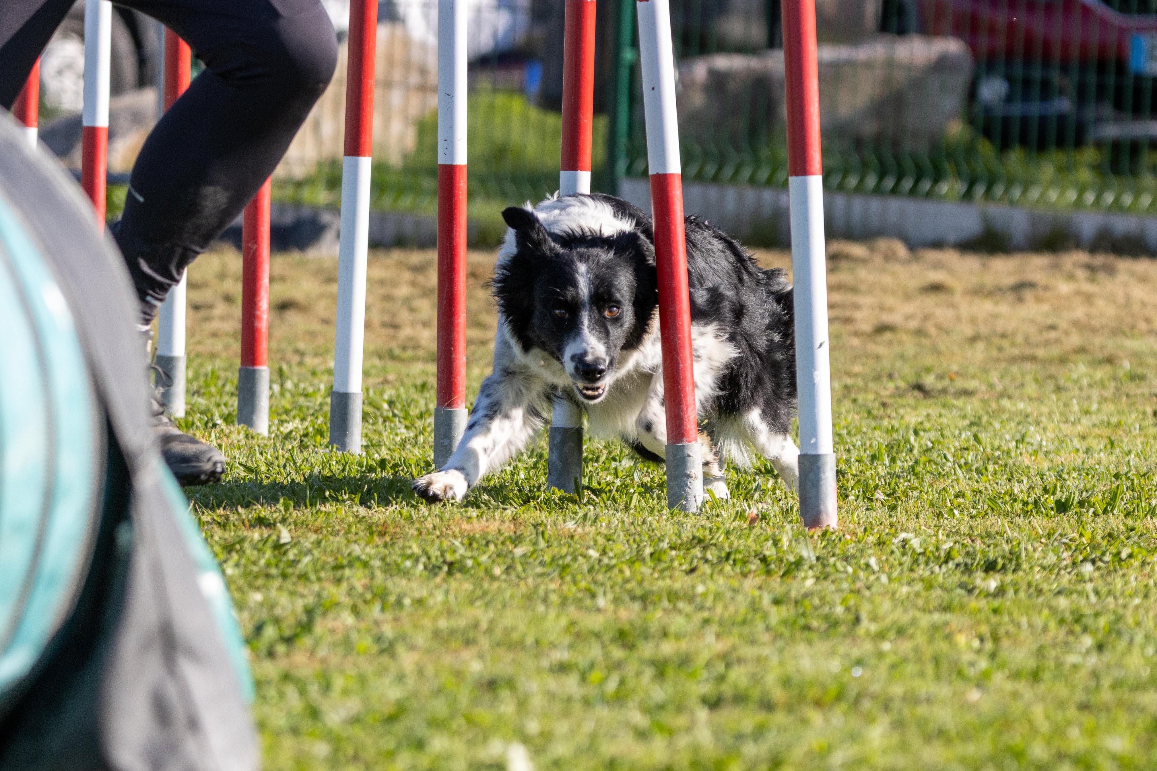 Agility grade 2 etoile 0160