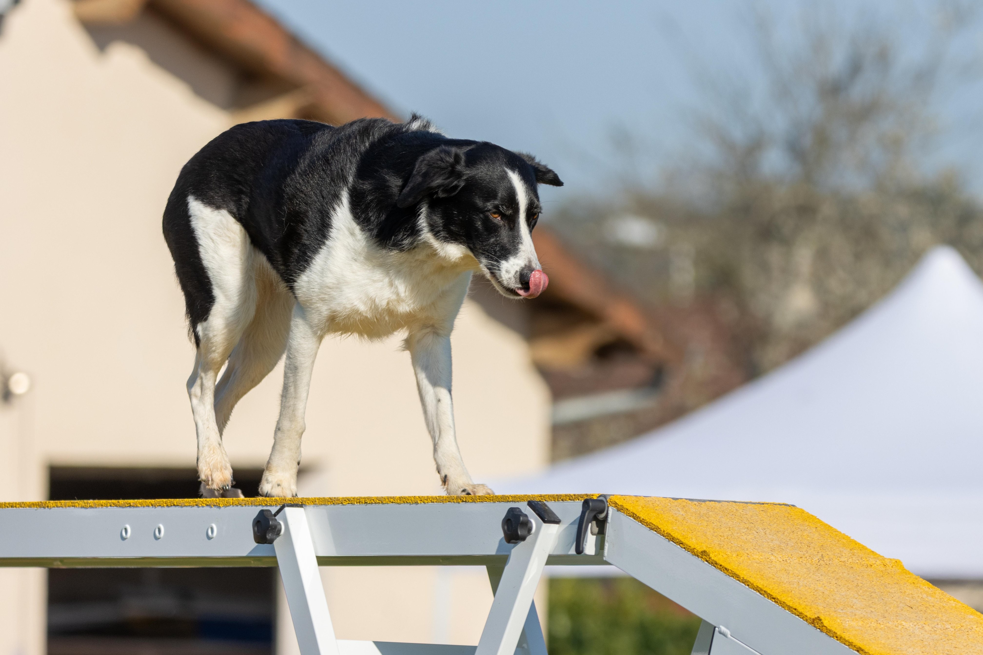 Agility grade 2 etoile 0162