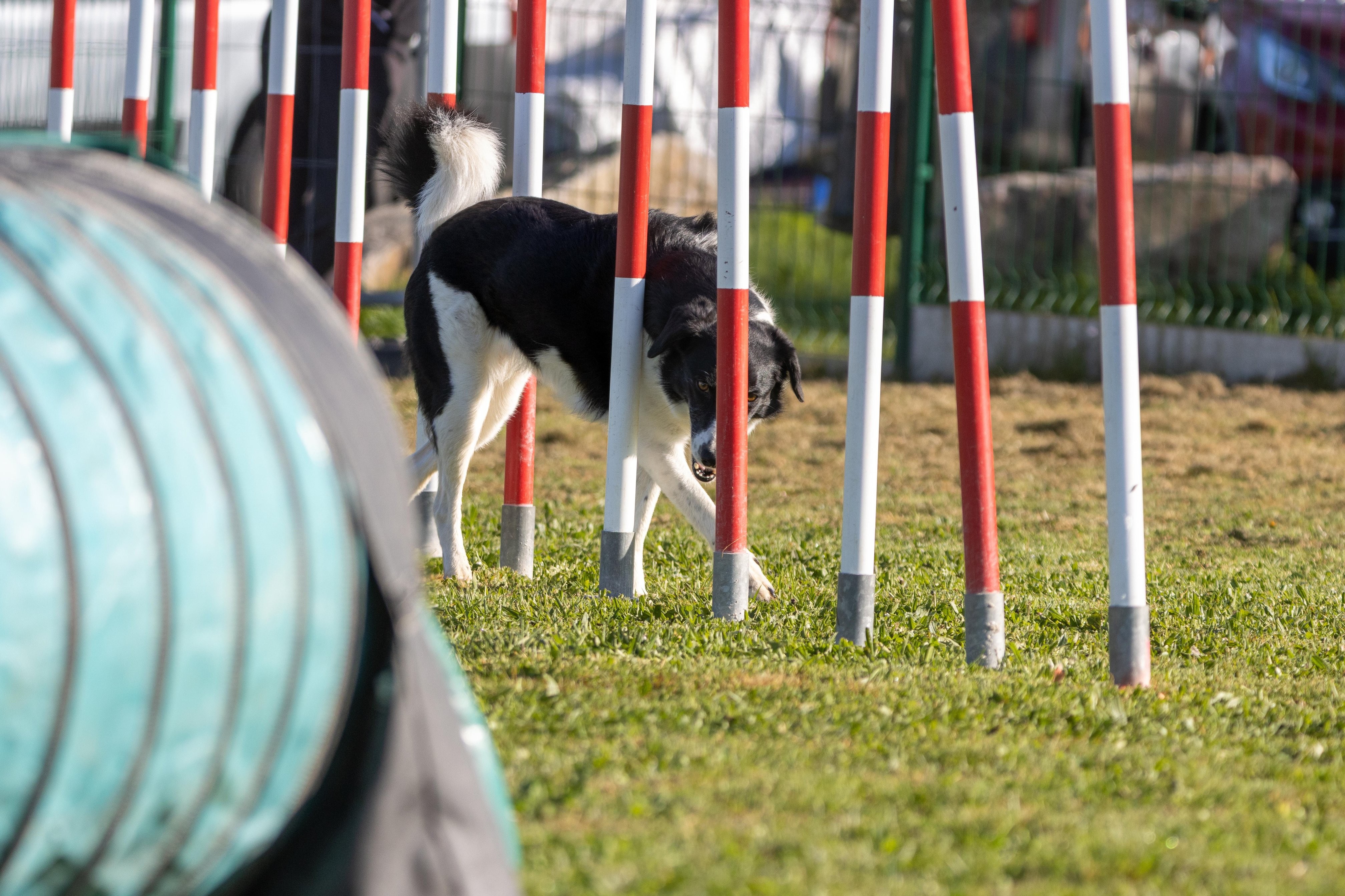 Agility grade 2 etoile 0163