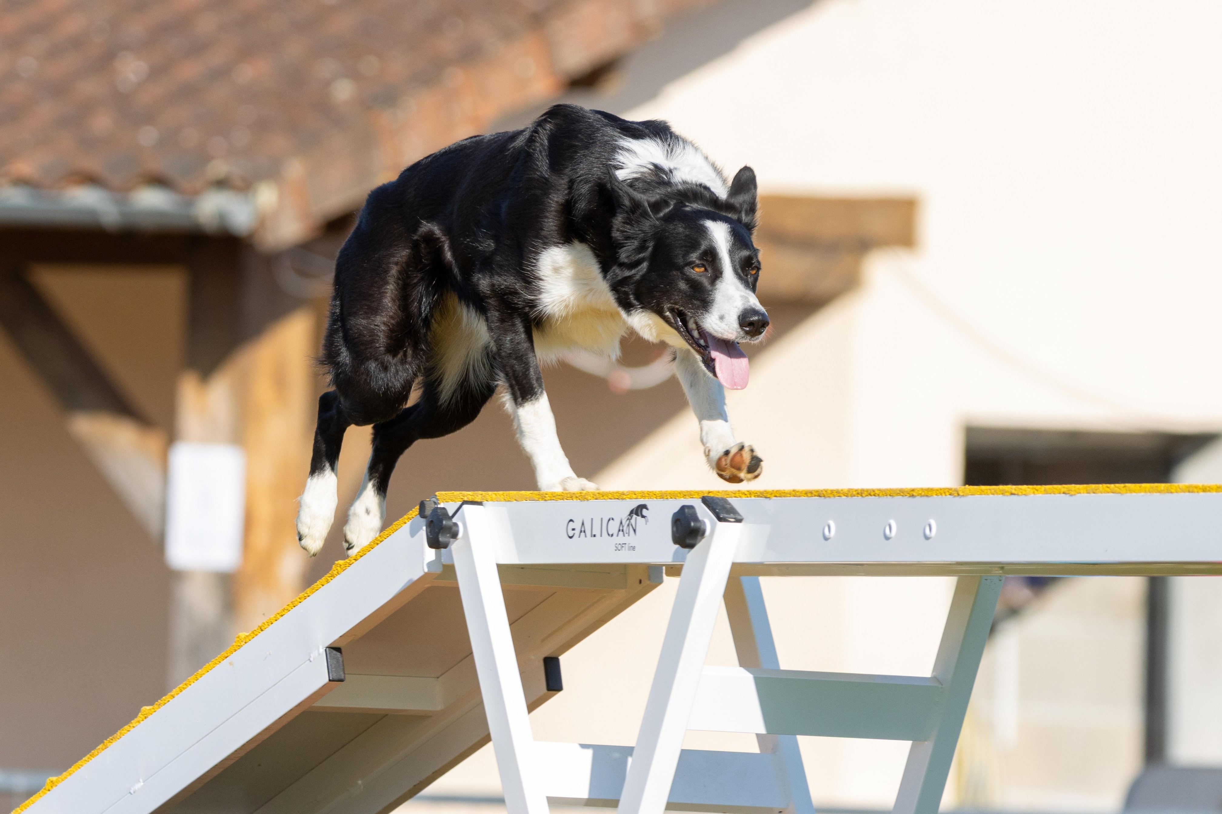 Agility grade 2 etoile 0165