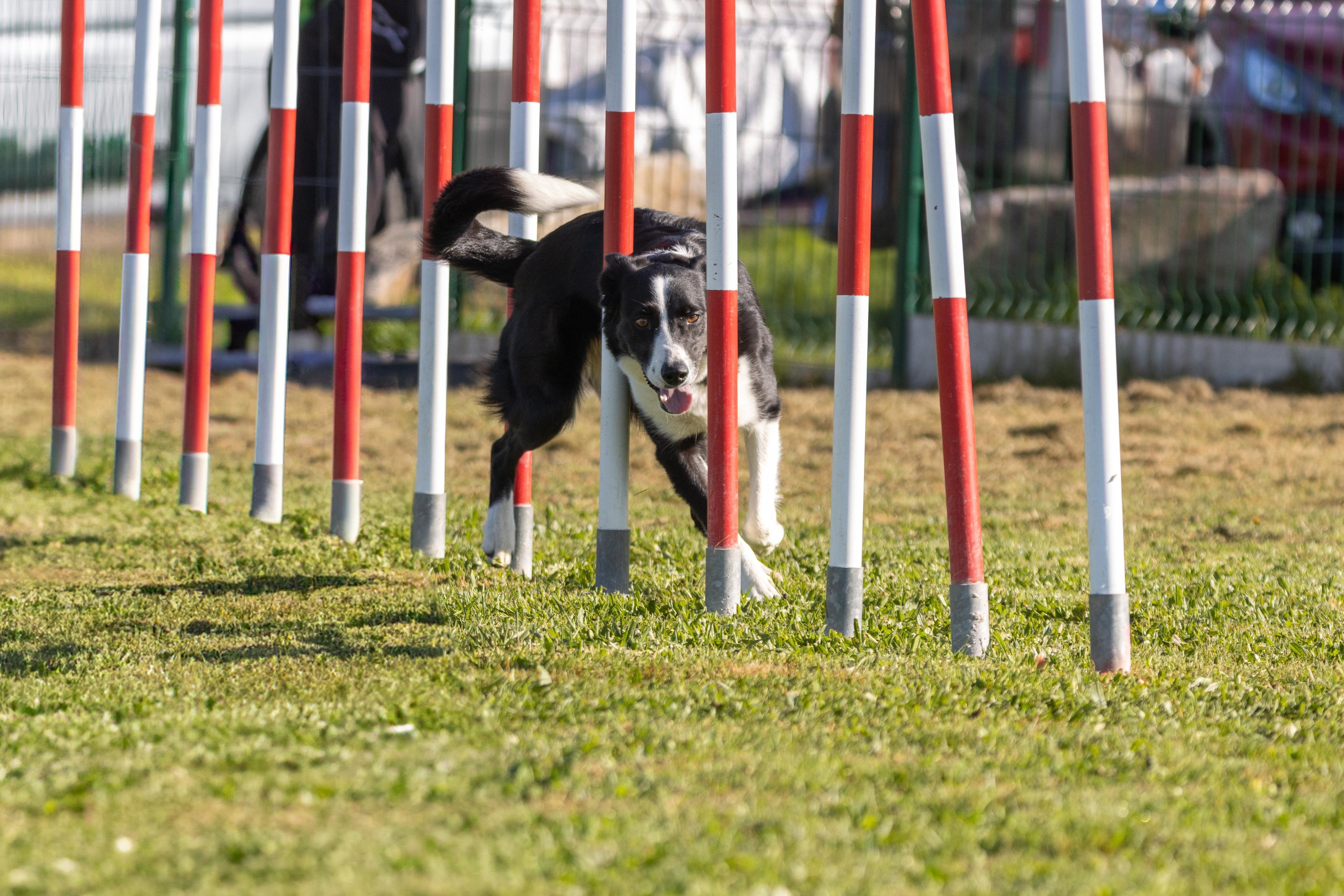 Agility grade 2 etoile 0167