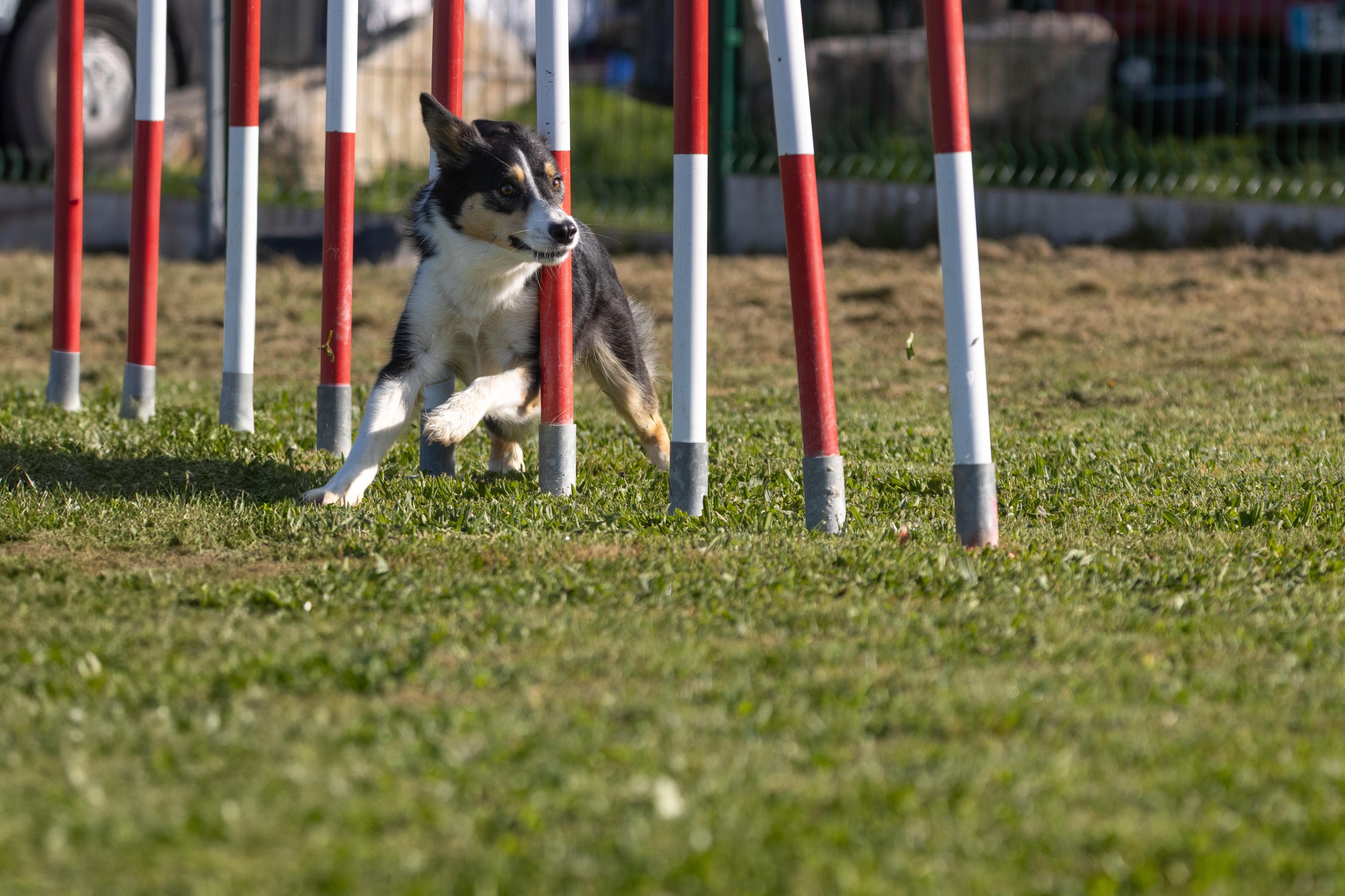 Agility grade 2 etoile 0171