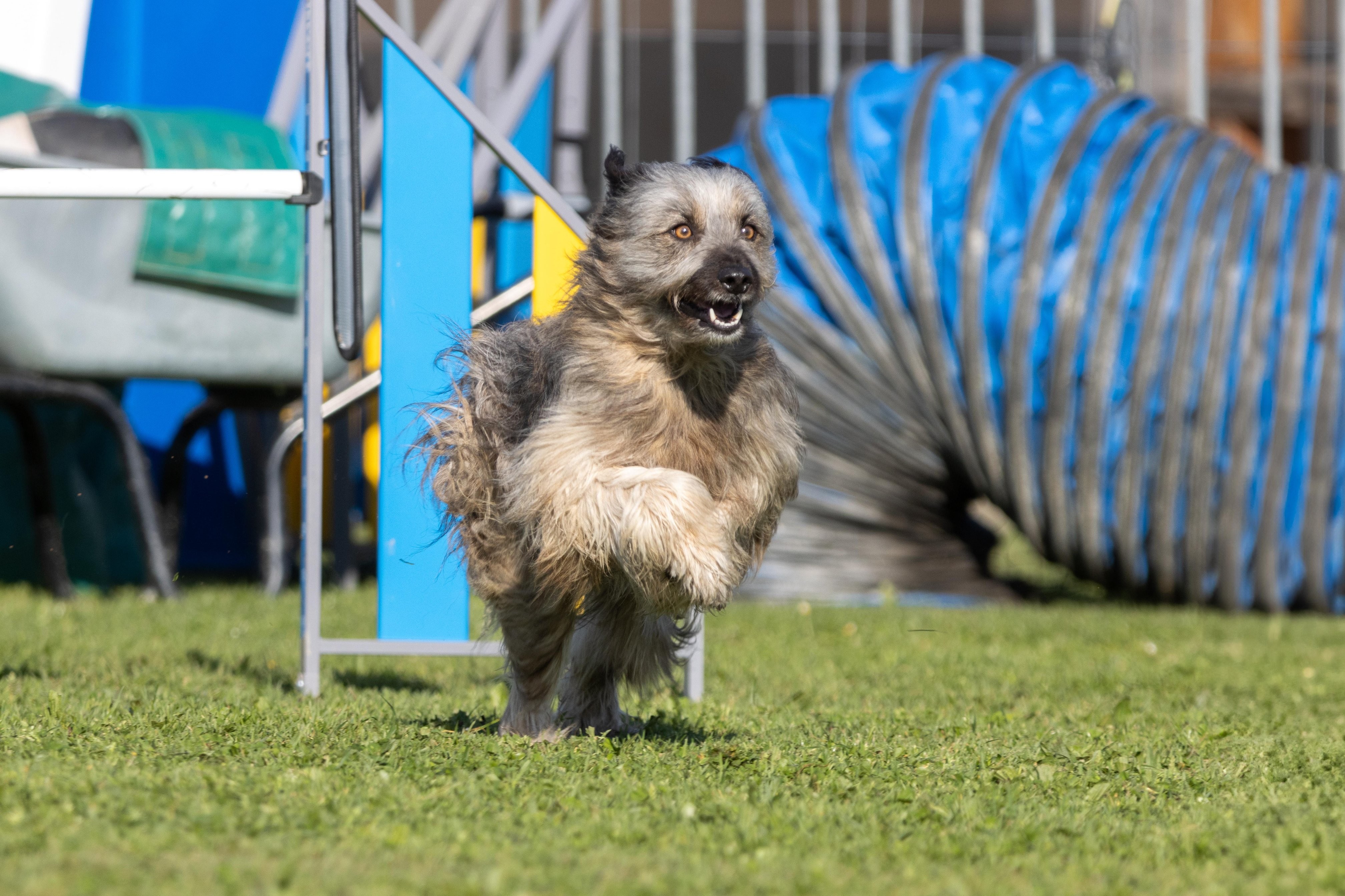 Agility grade 2 etoile 0174