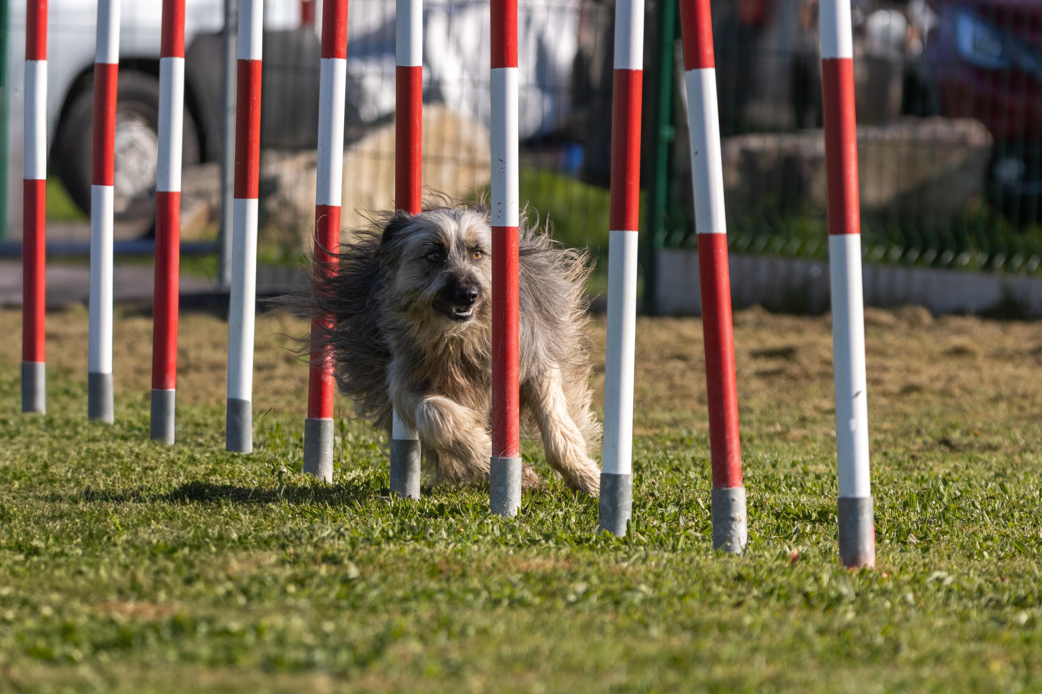 Agility grade 2 etoile 0176