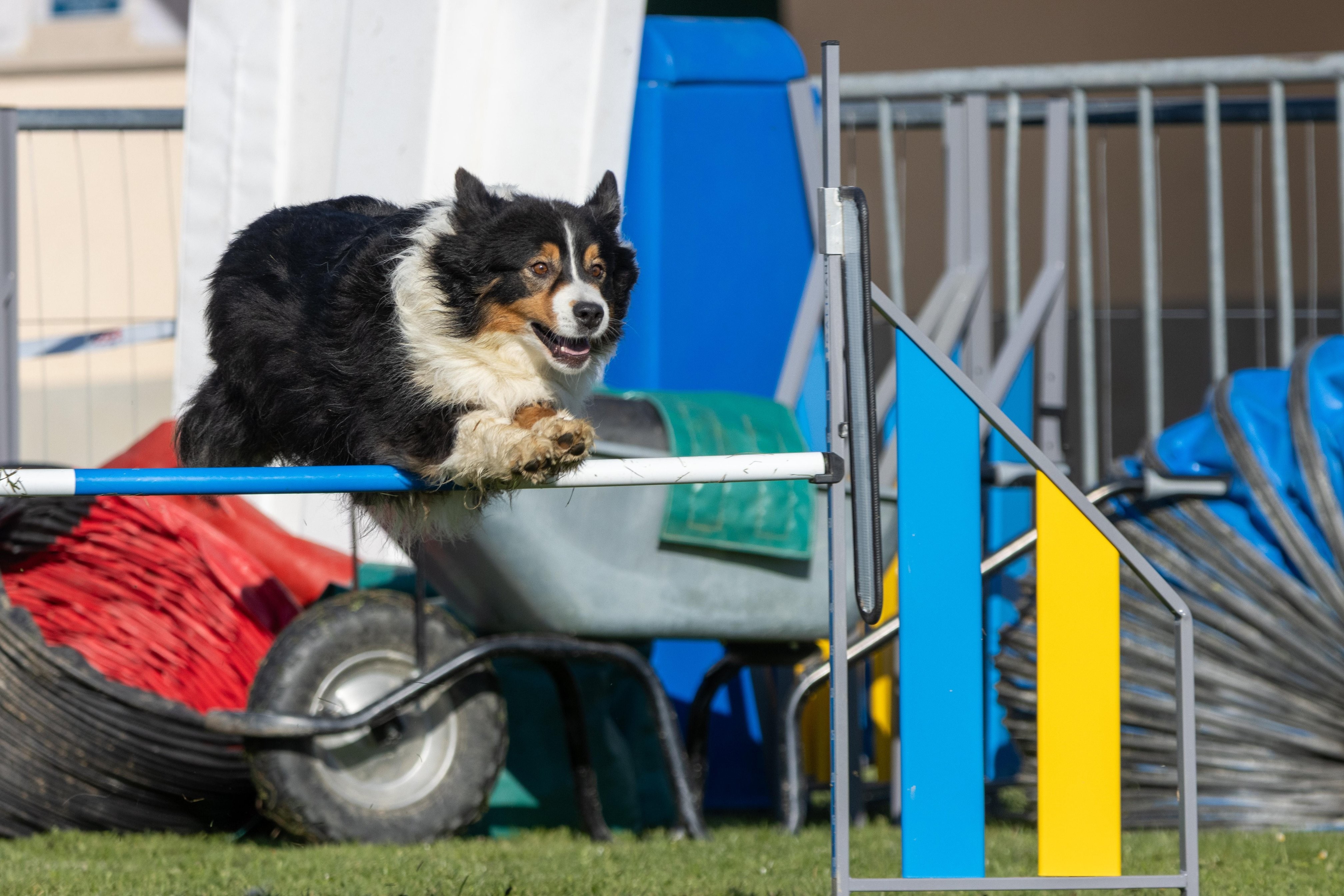 Agility grade 2 etoile 0177