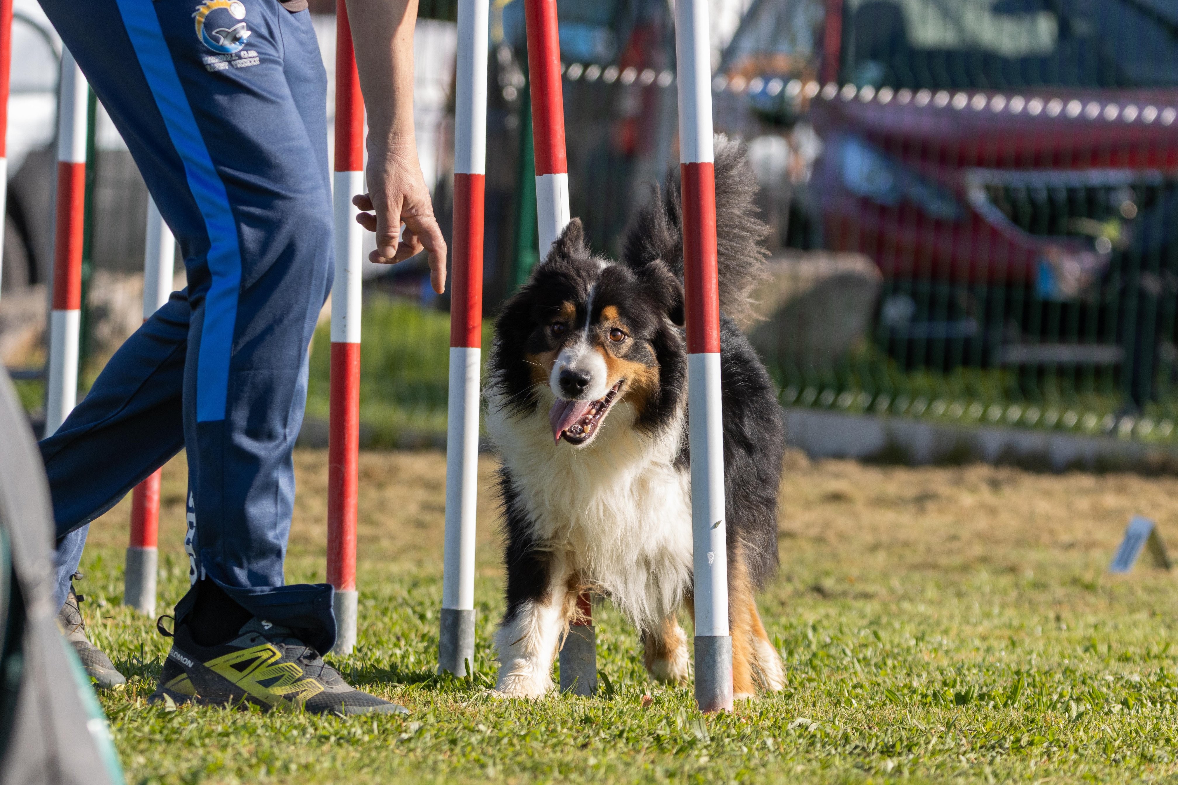 Agility grade 2 etoile 0179