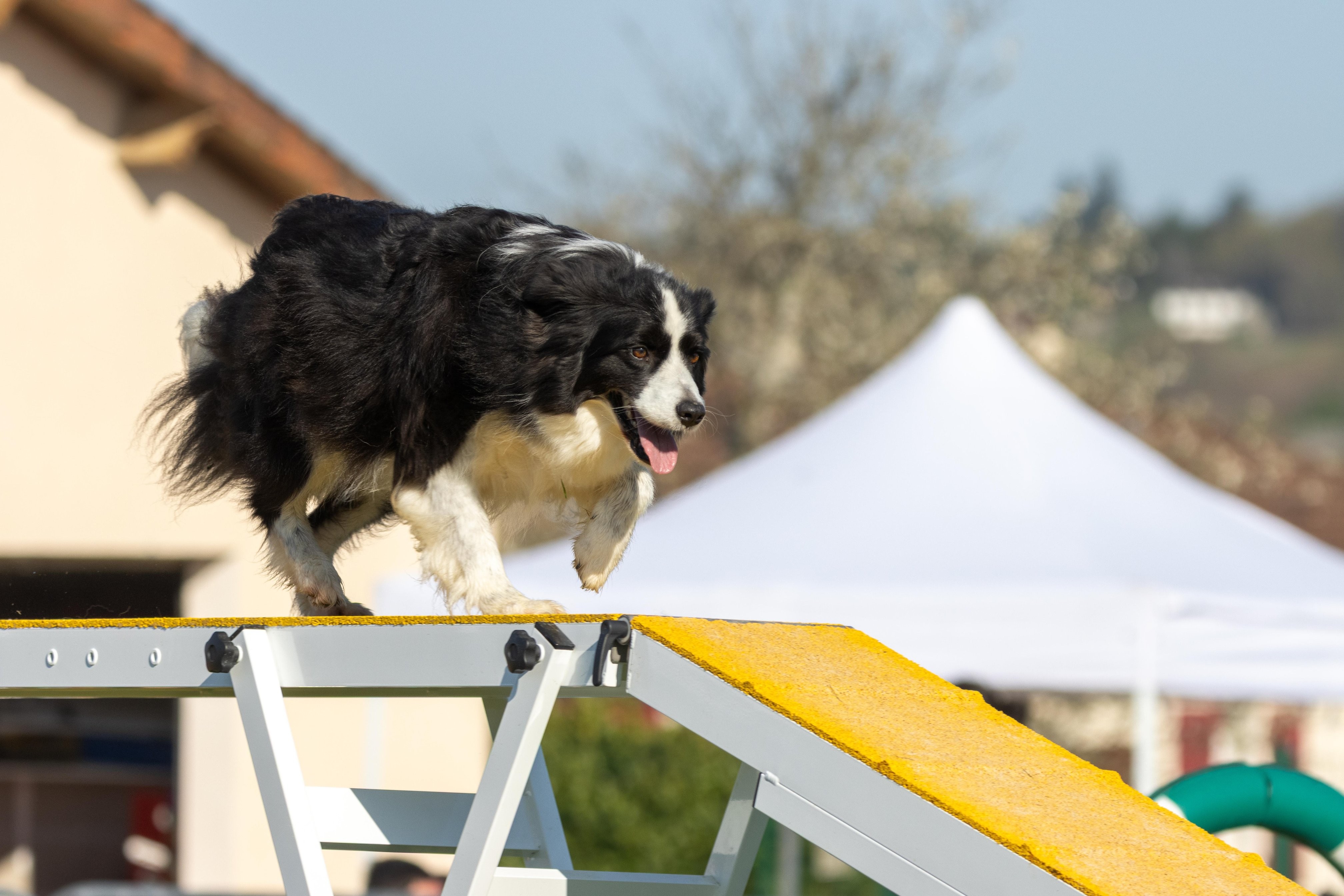Agility grade 2 etoile 0180