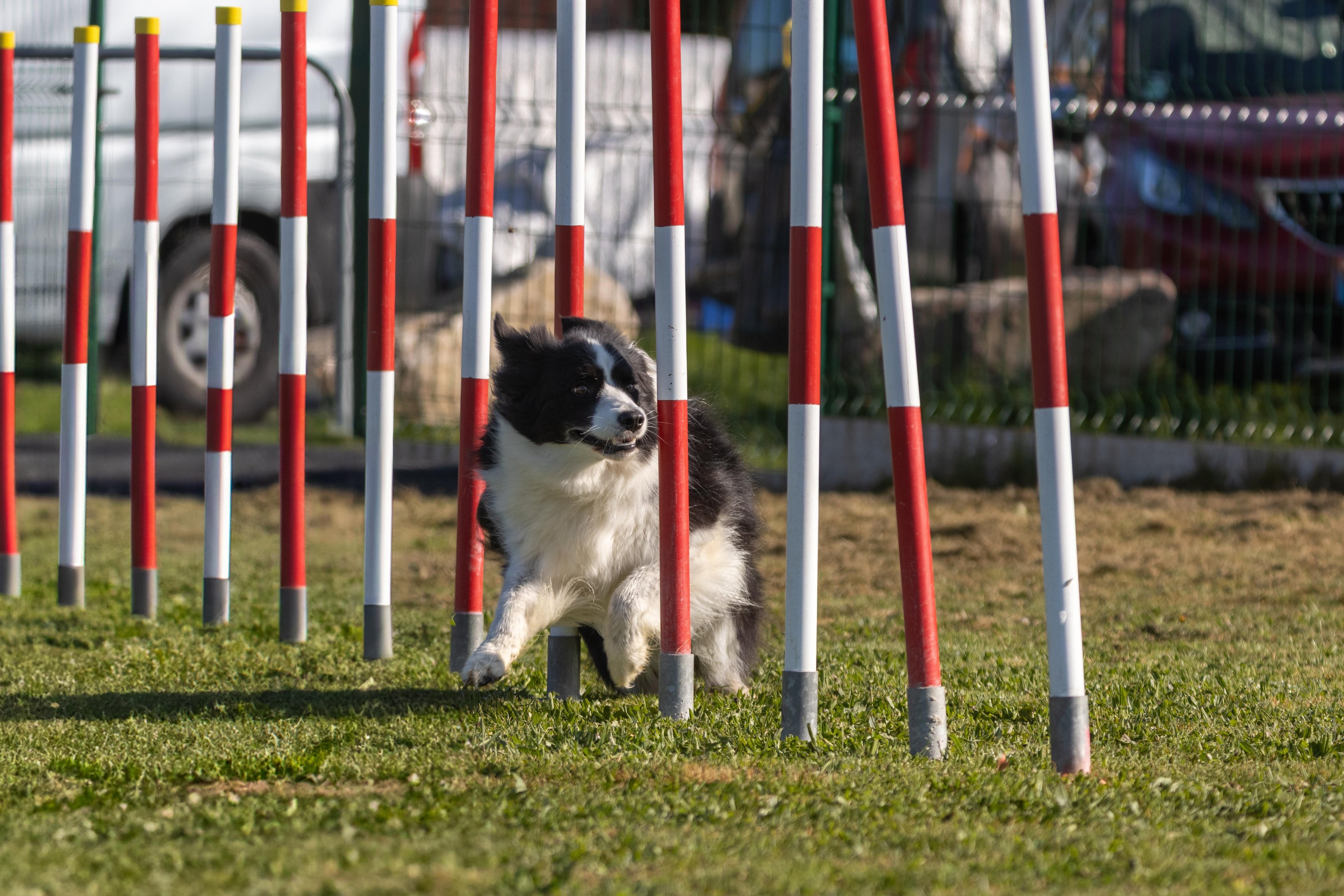 Agility grade 2 etoile 0183