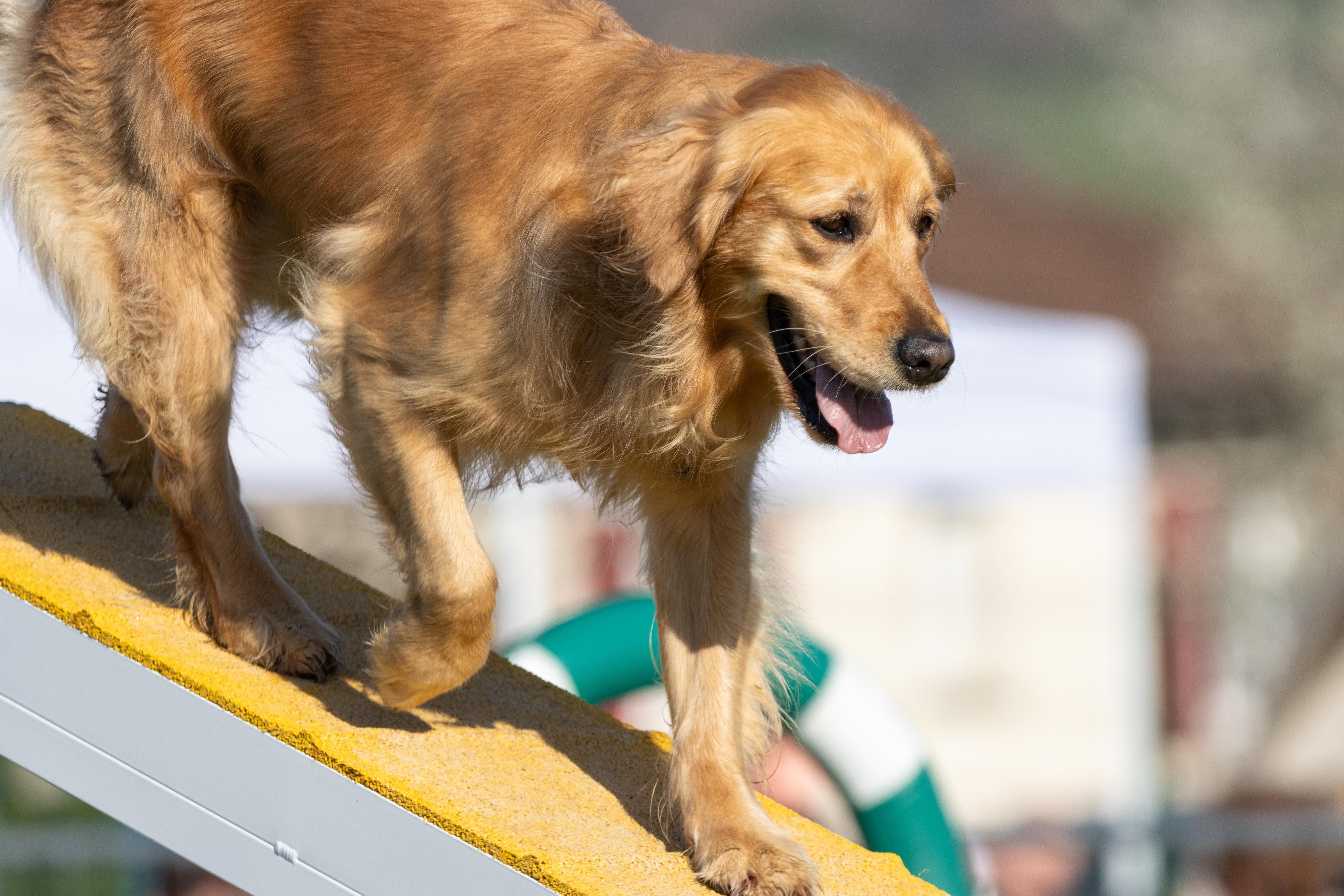 Agility grade 2 etoile 0184