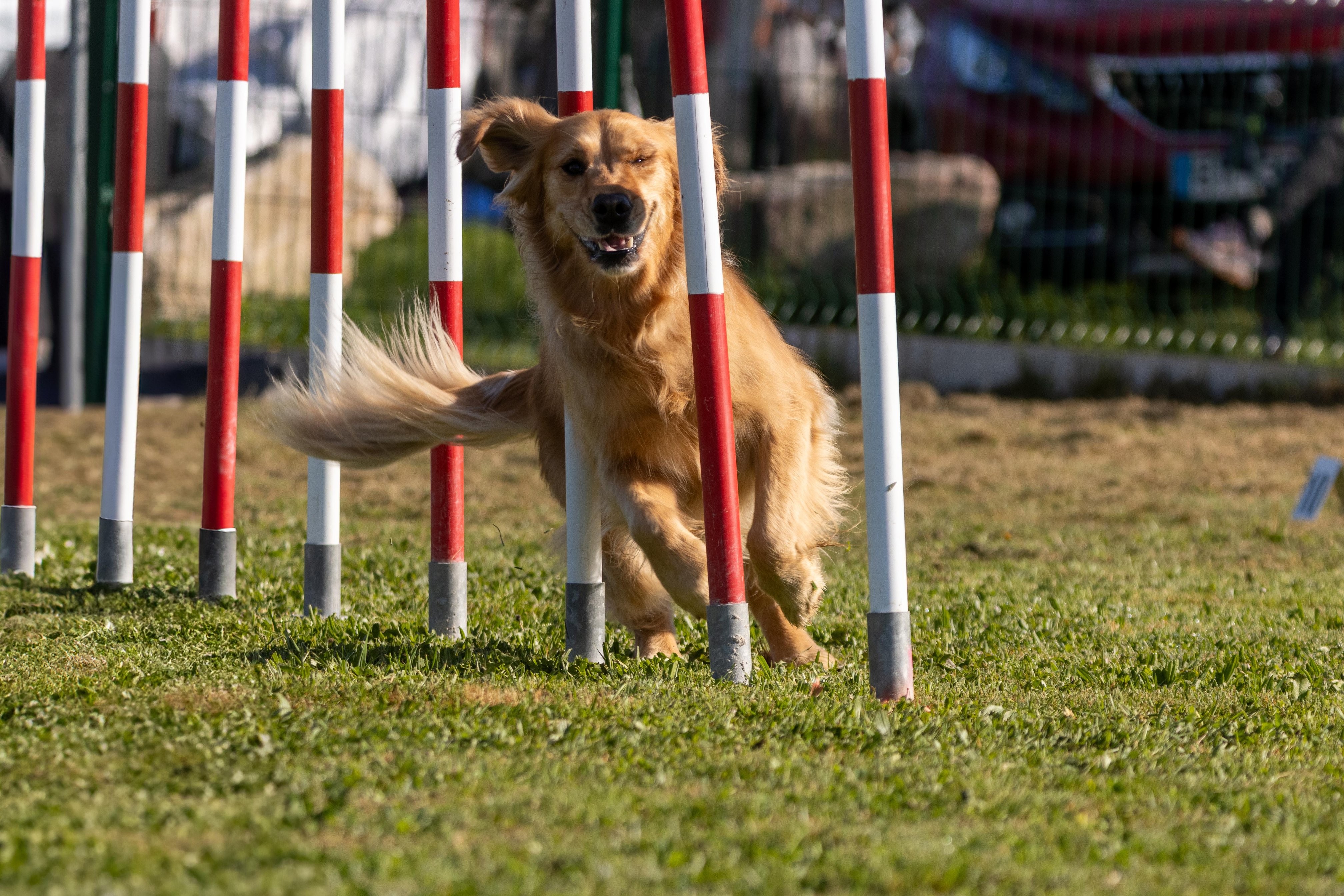 Agility grade 2 etoile 0185