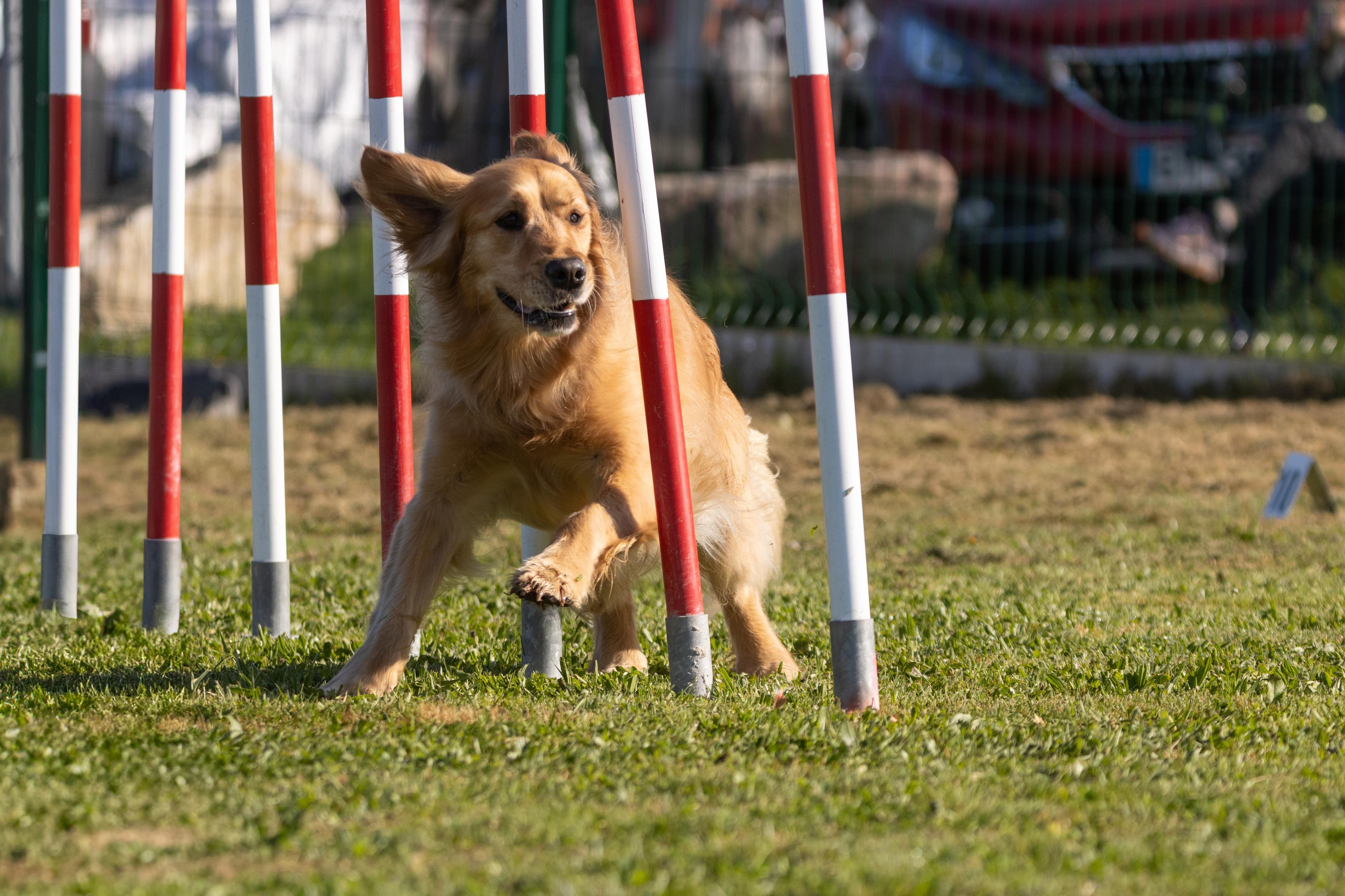 Agility grade 2 etoile 0186