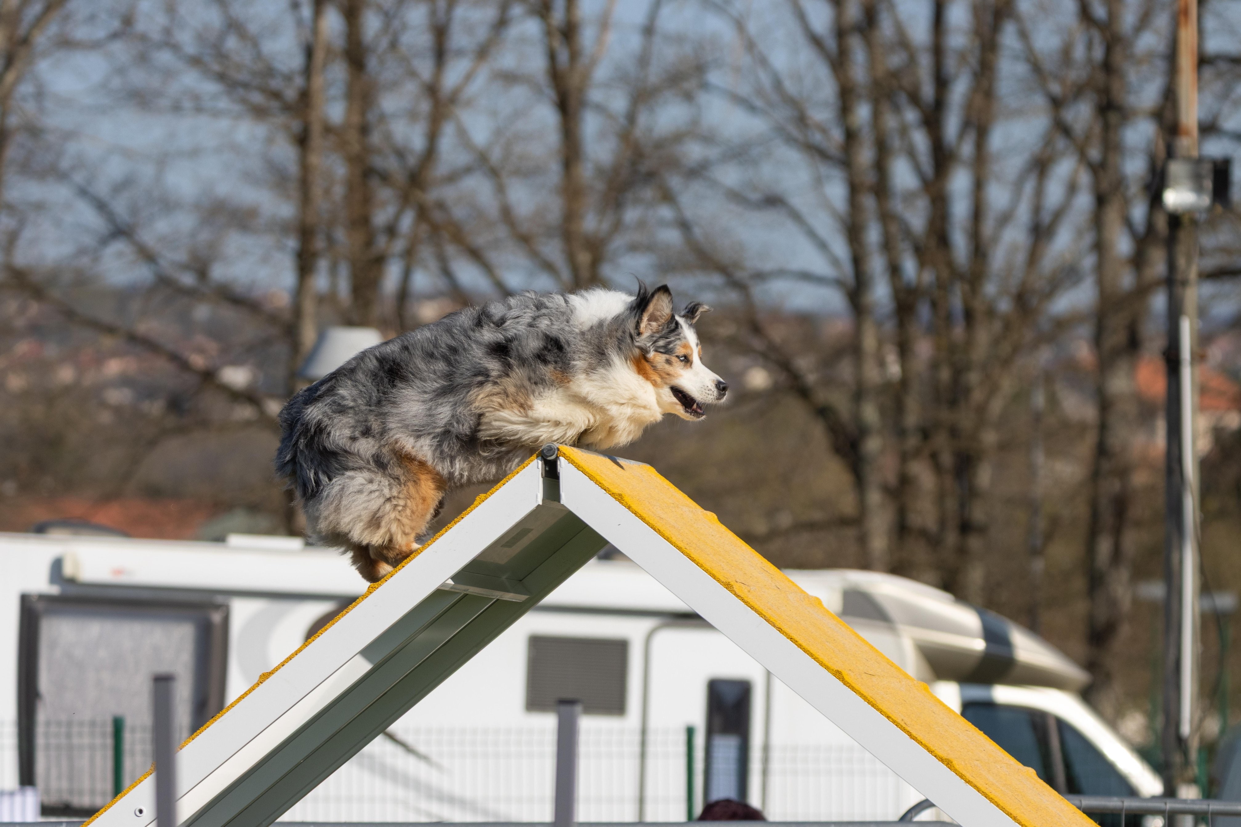 Agility grade 2 etoile 0188
