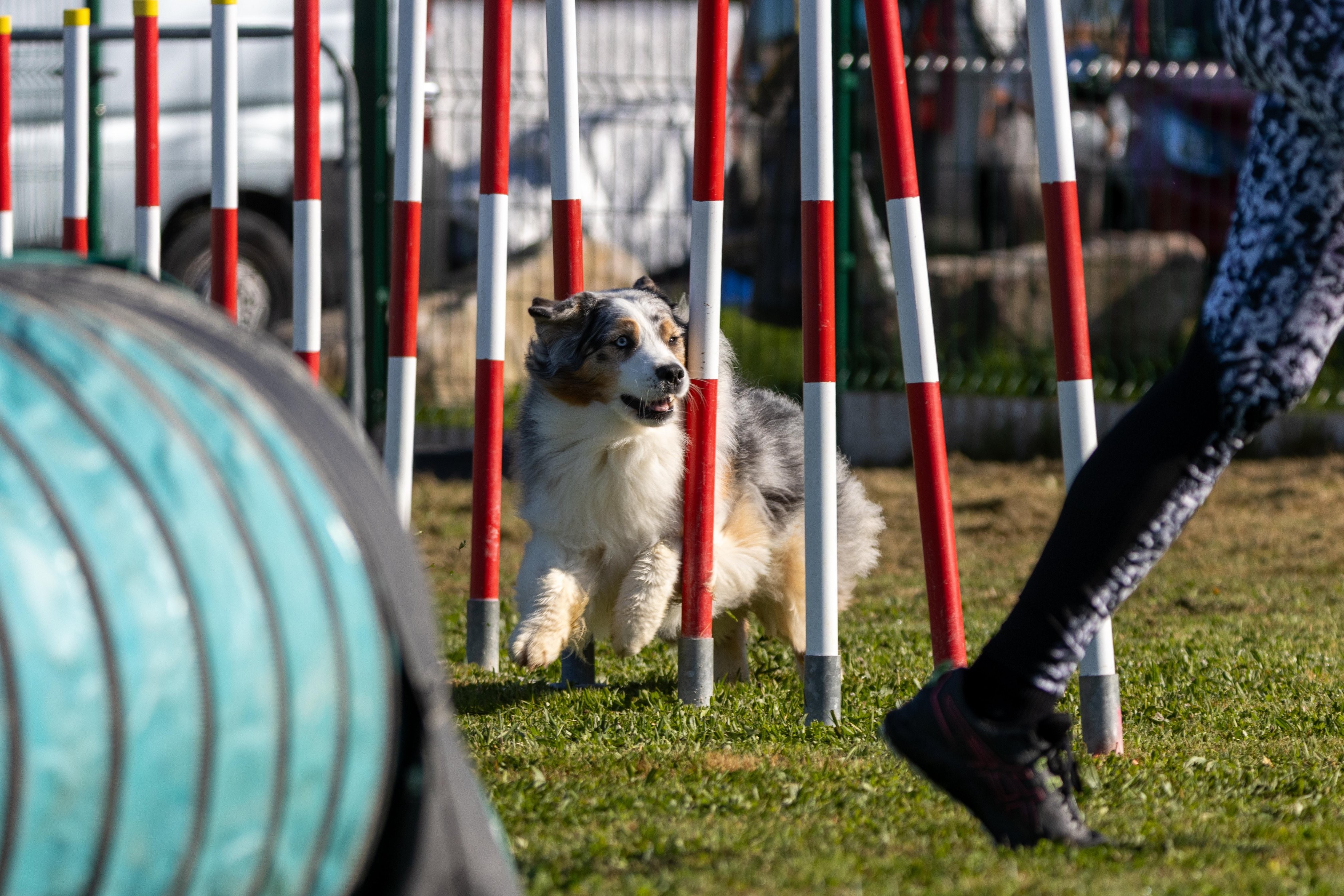 Agility grade 2 etoile 0190