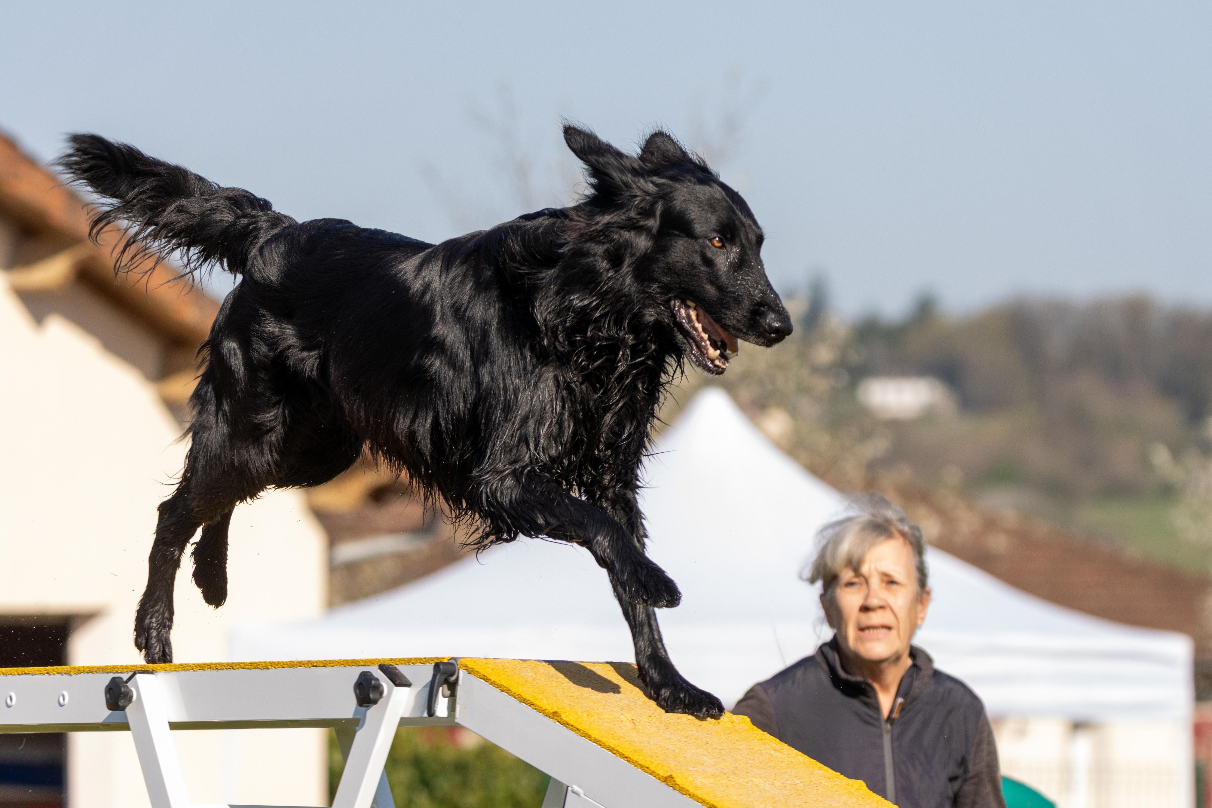 Agility grade 2 etoile 0192