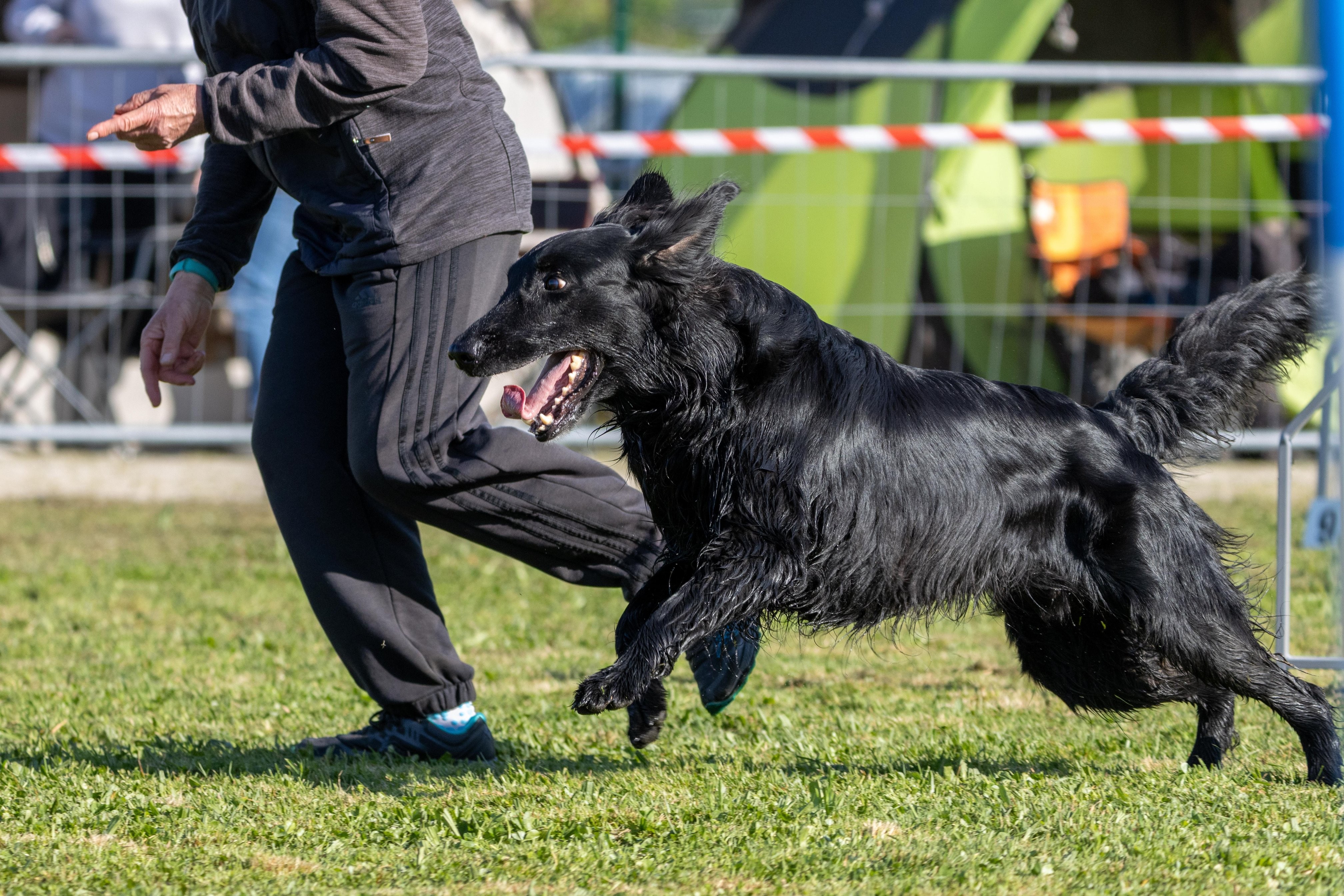 Agility grade 2 etoile 0193